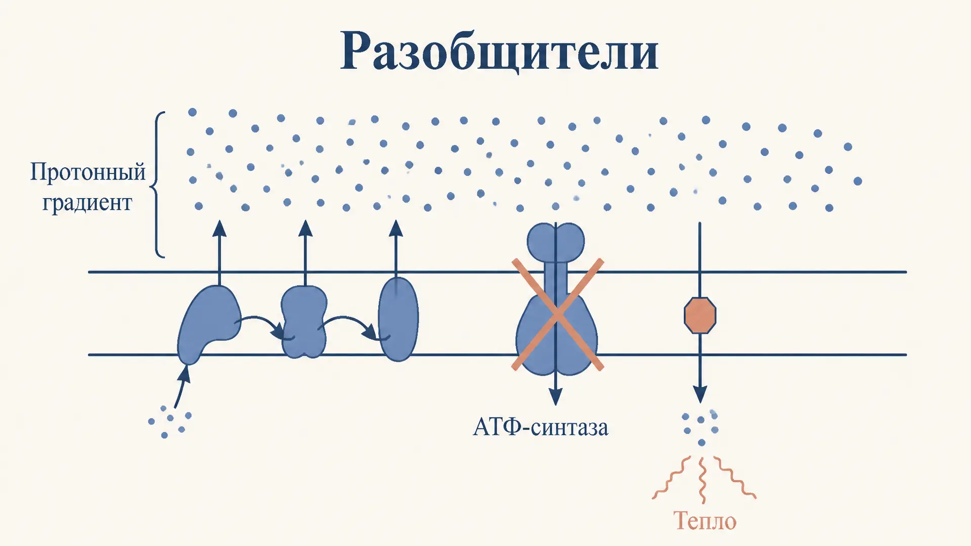 Разобщители окислительного фосфорилирования: механизм