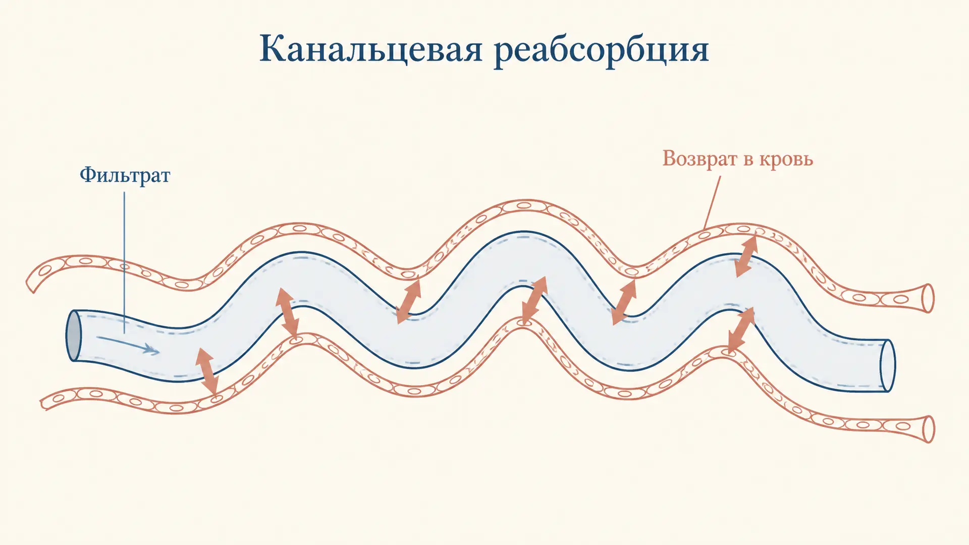 Реабсорбция в канальцах: механизмы и расчёт