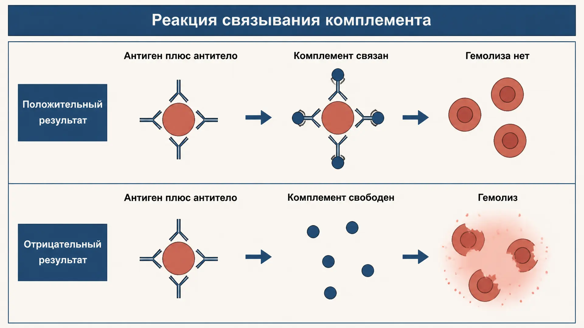 Реакция связывания комплемента: принцип РСК