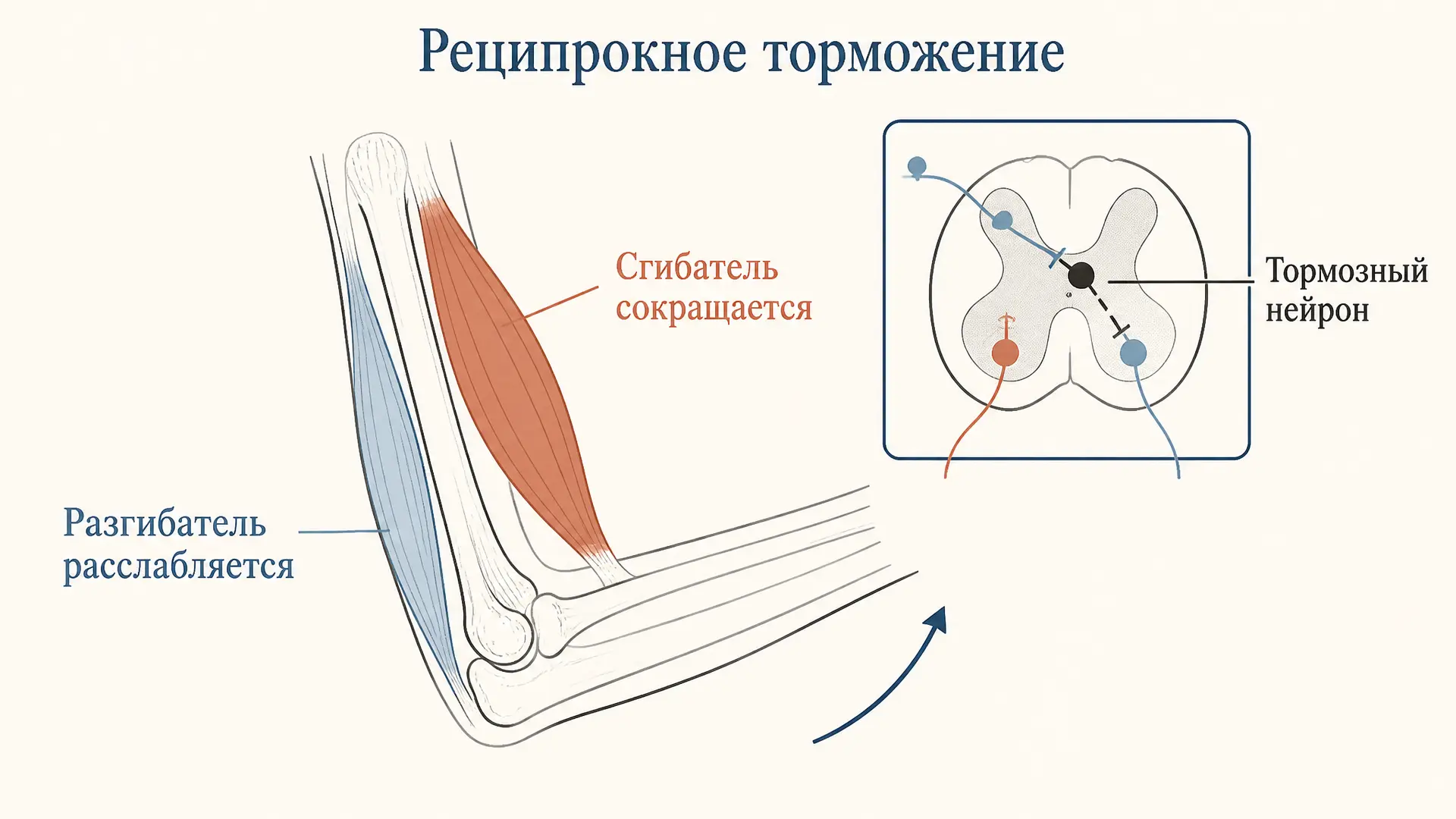 Реципрокное торможение мышц-антагонистов: как это работает
