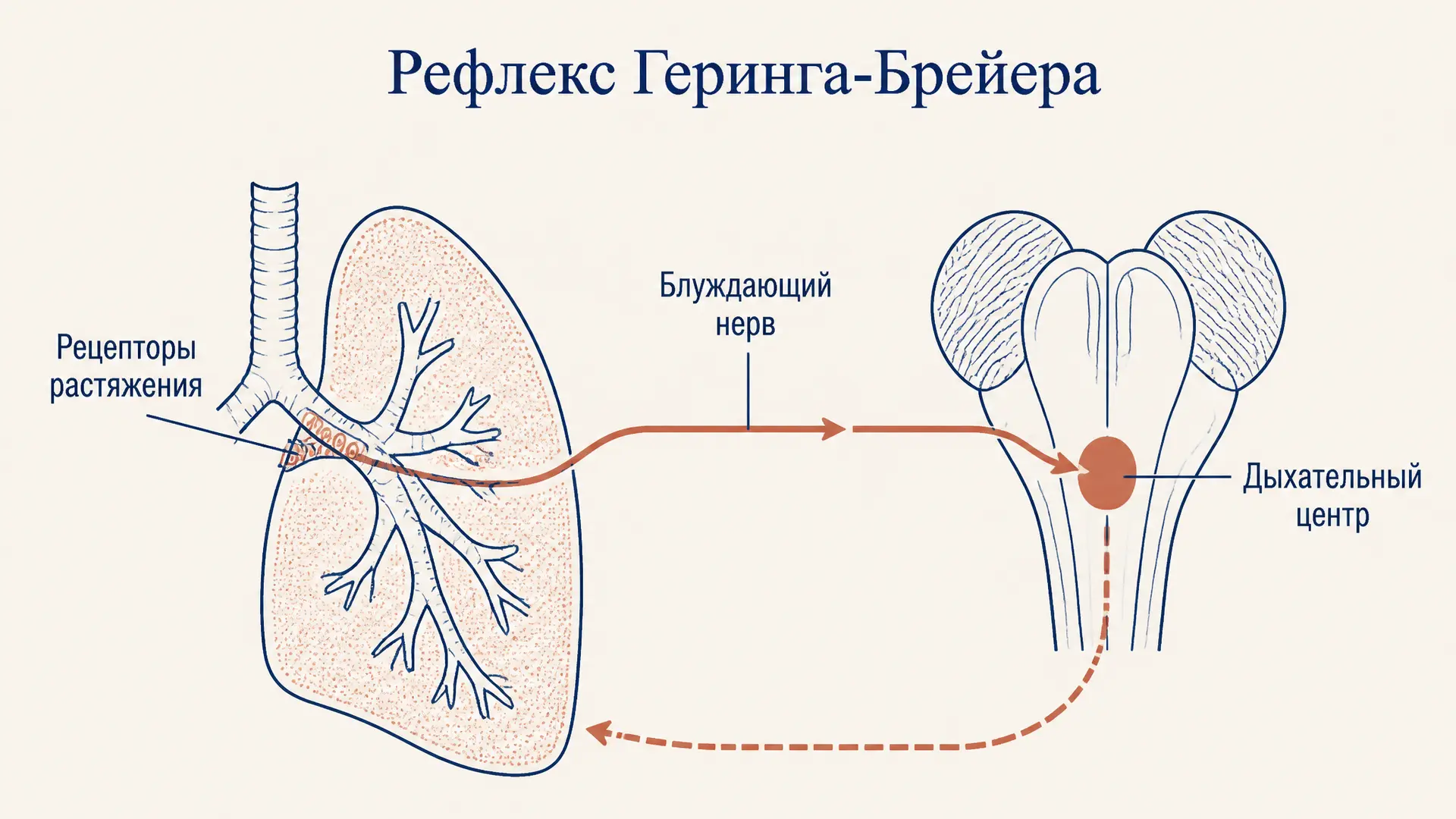 Рефлекс Геринга-Брейера: дыхание и объём лёгких