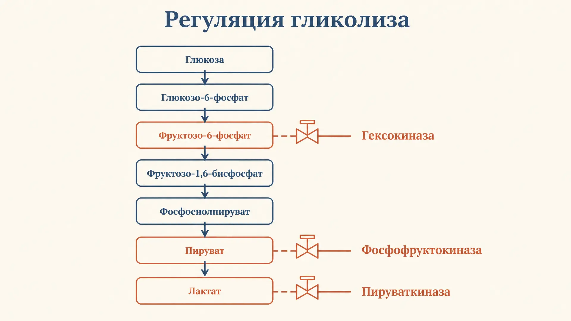 Регуляция гликолиза: ключевые ферменты и их контроль