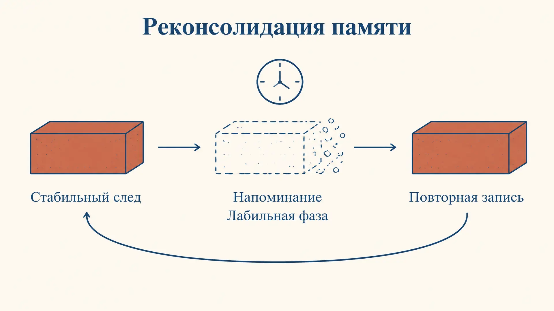 Реконсолидация памяти: как воспоминание переписывается
