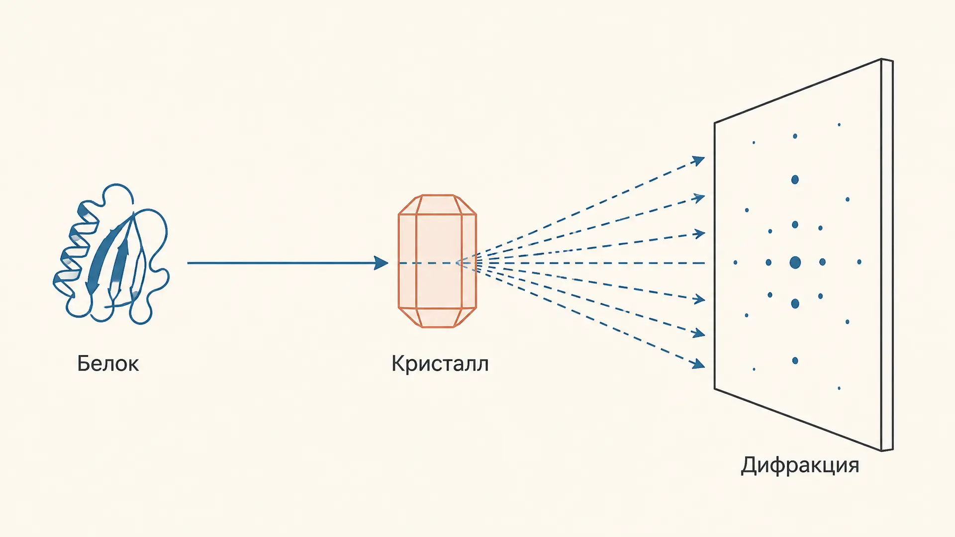 Рентгеноструктурный анализ белков: этапы метода