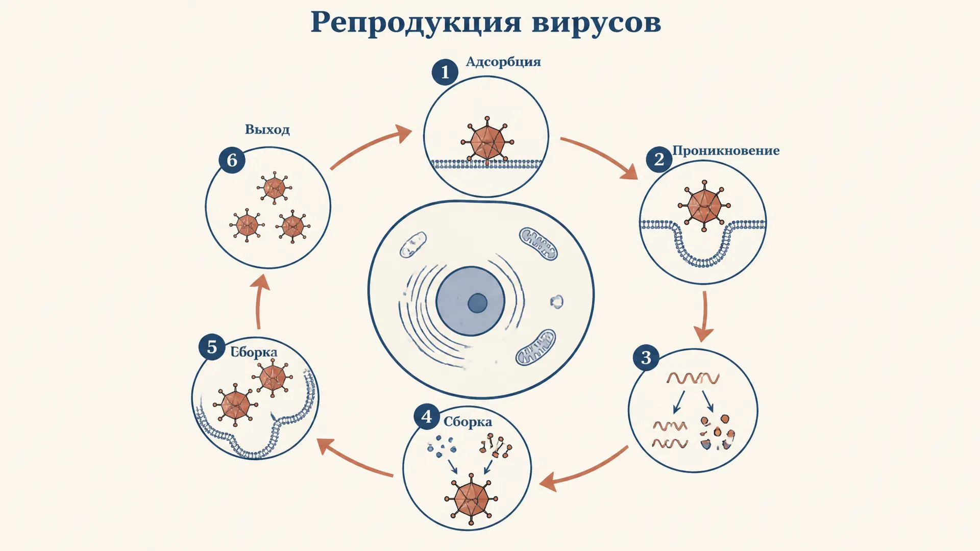 Репродукция вирусов: жизненный цикл и этапы