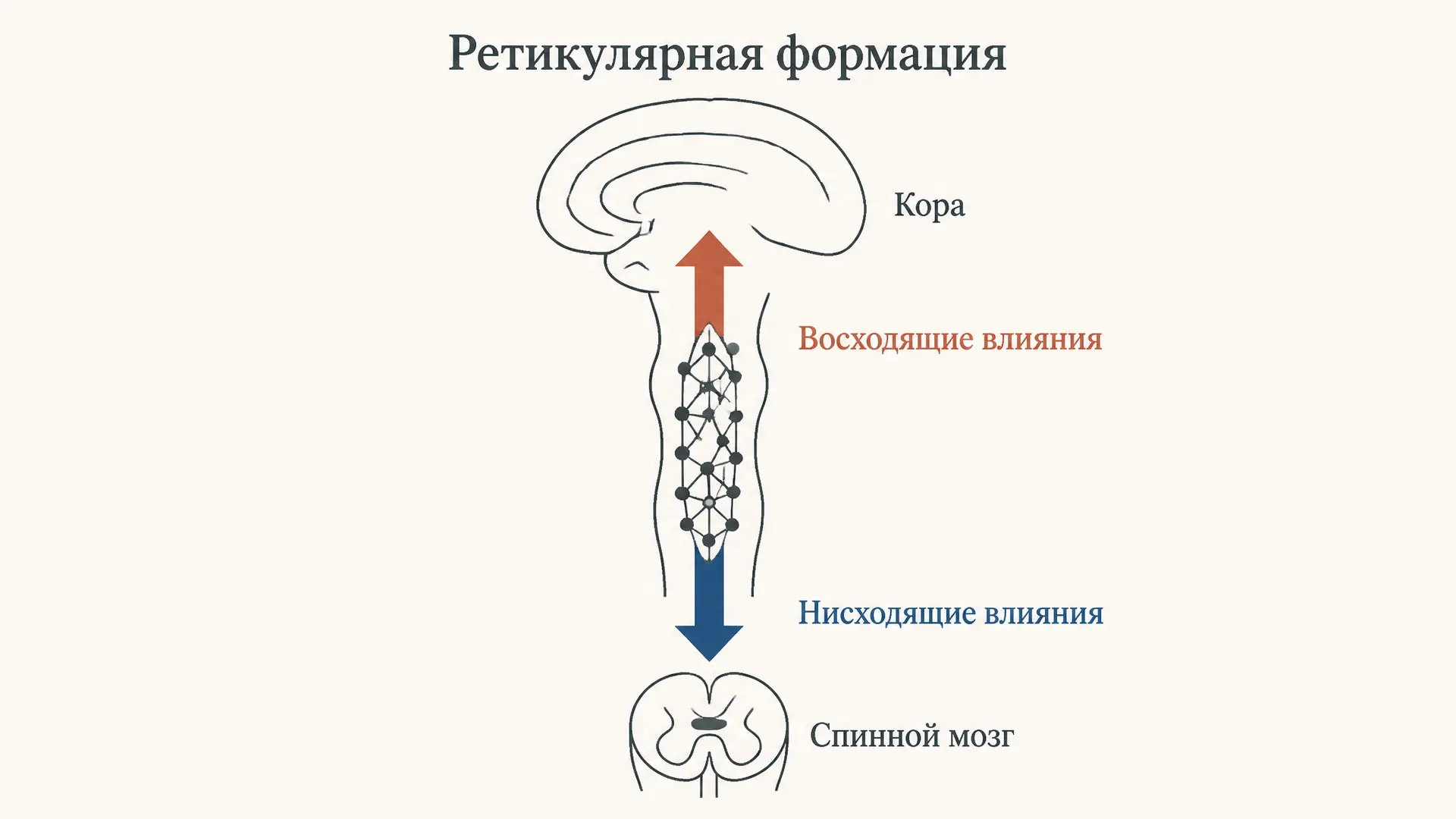 Ретикулярная формация: восходящие и нисходящие влияния