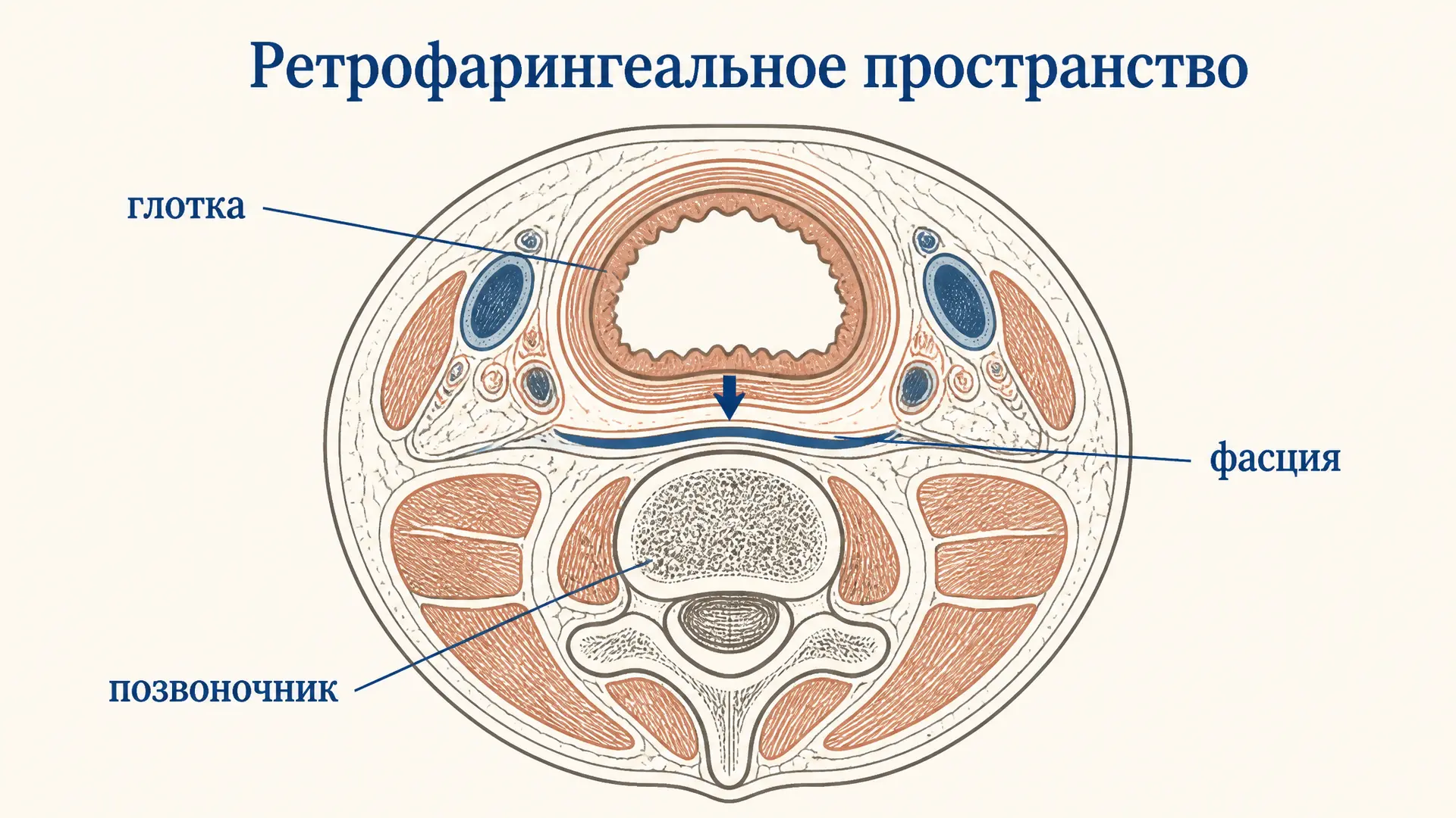 Ретрофарингеальное пространство: границы и значение