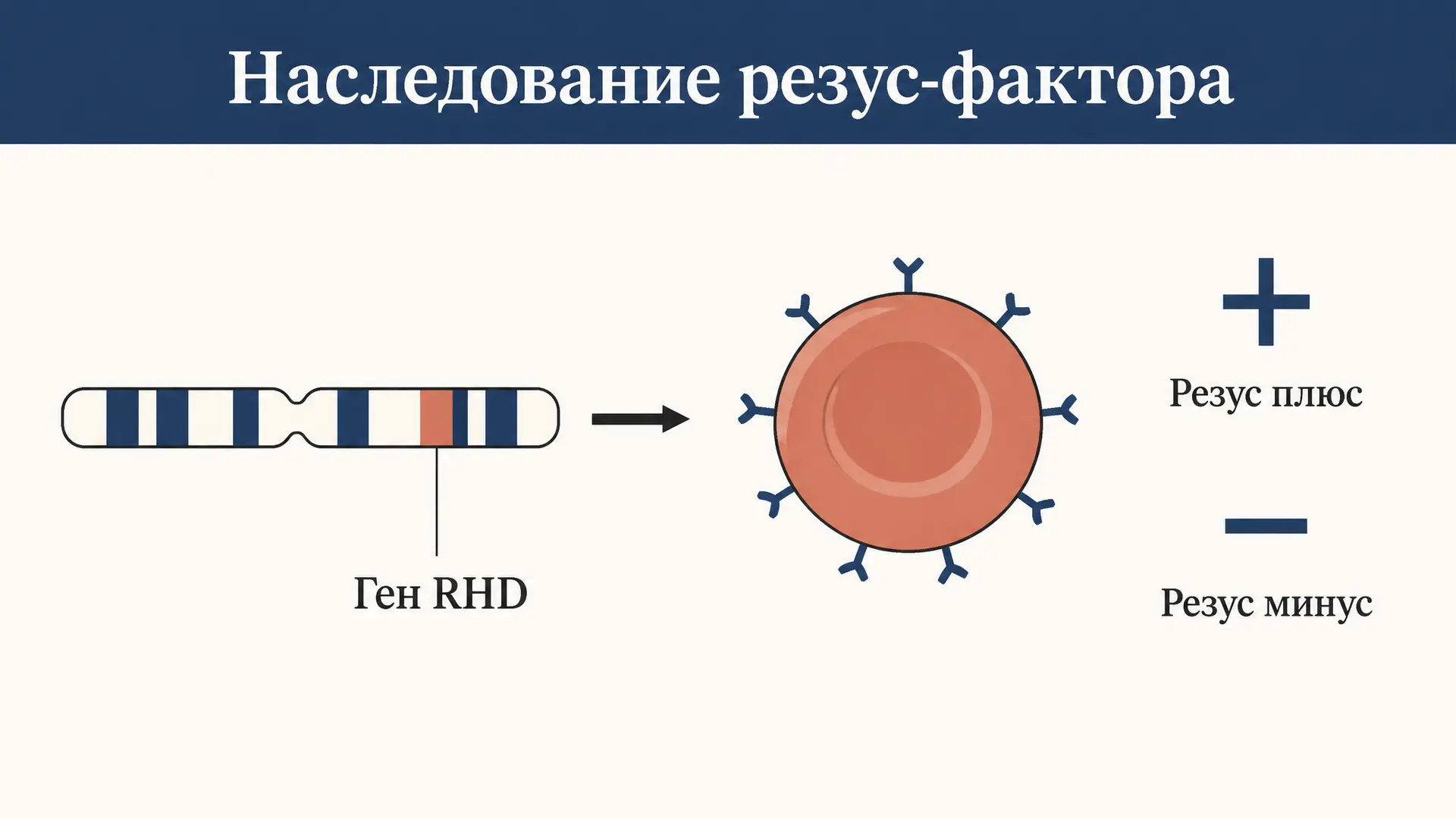 Резус-фактор: наследование, генотипы и расчёт вероятности