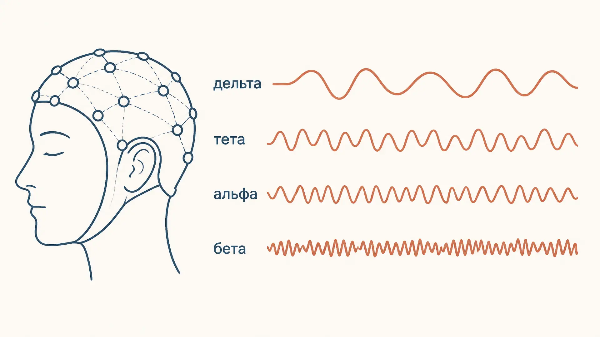 Ритмы ЭЭГ: дельта, тета, альфа, бета и гамма