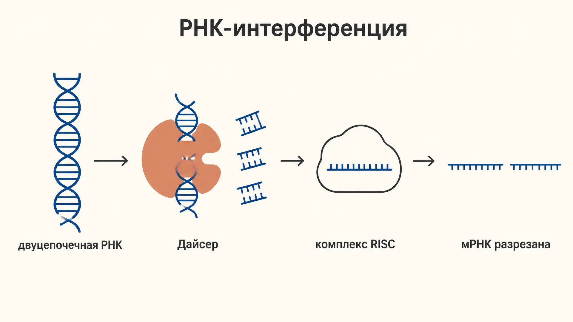 РНК-интерференция: механизм, Dicer, RISC и нокдаун генов