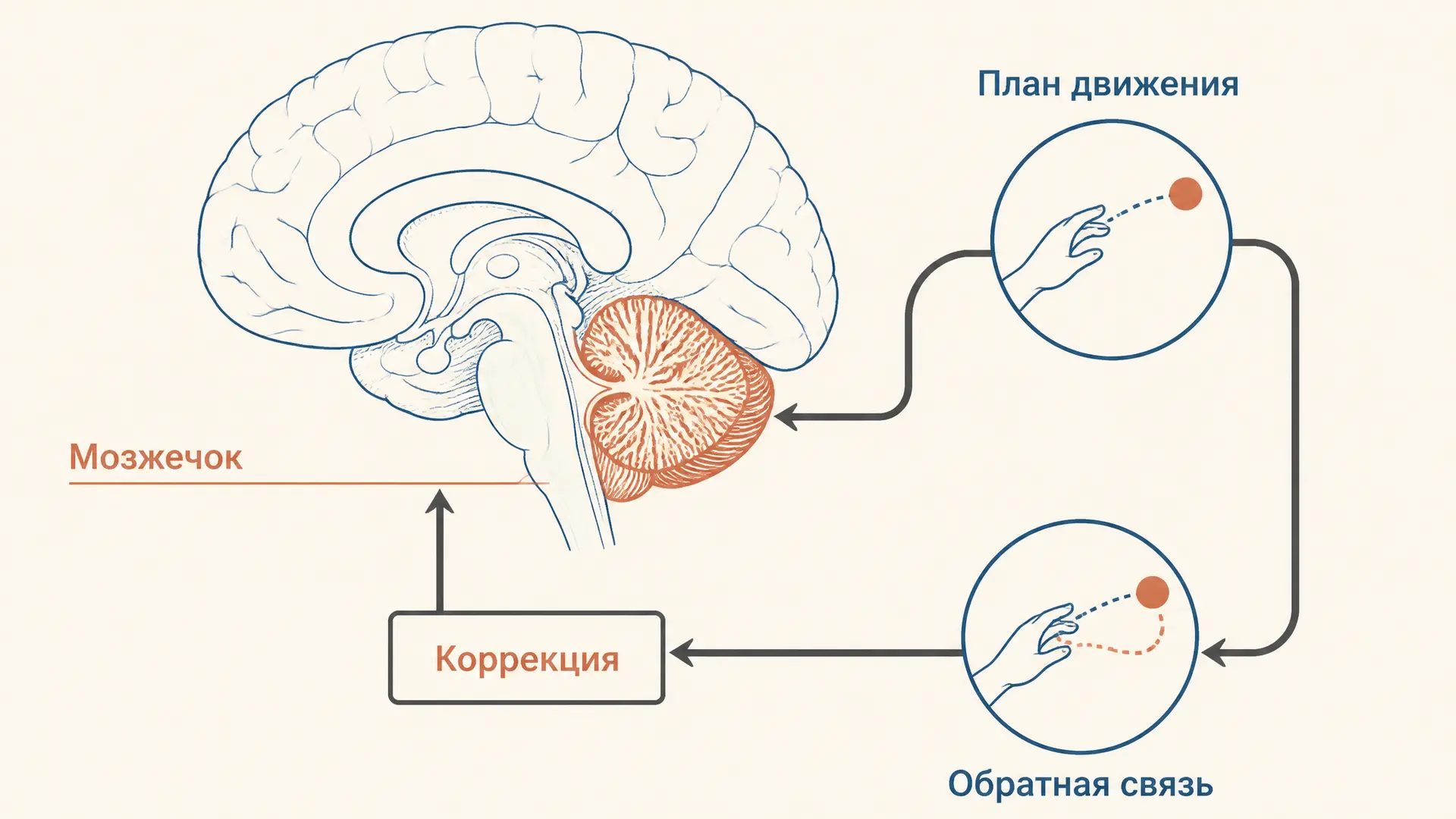 Роль мозжечка в координации движений: коррекция и атаксия