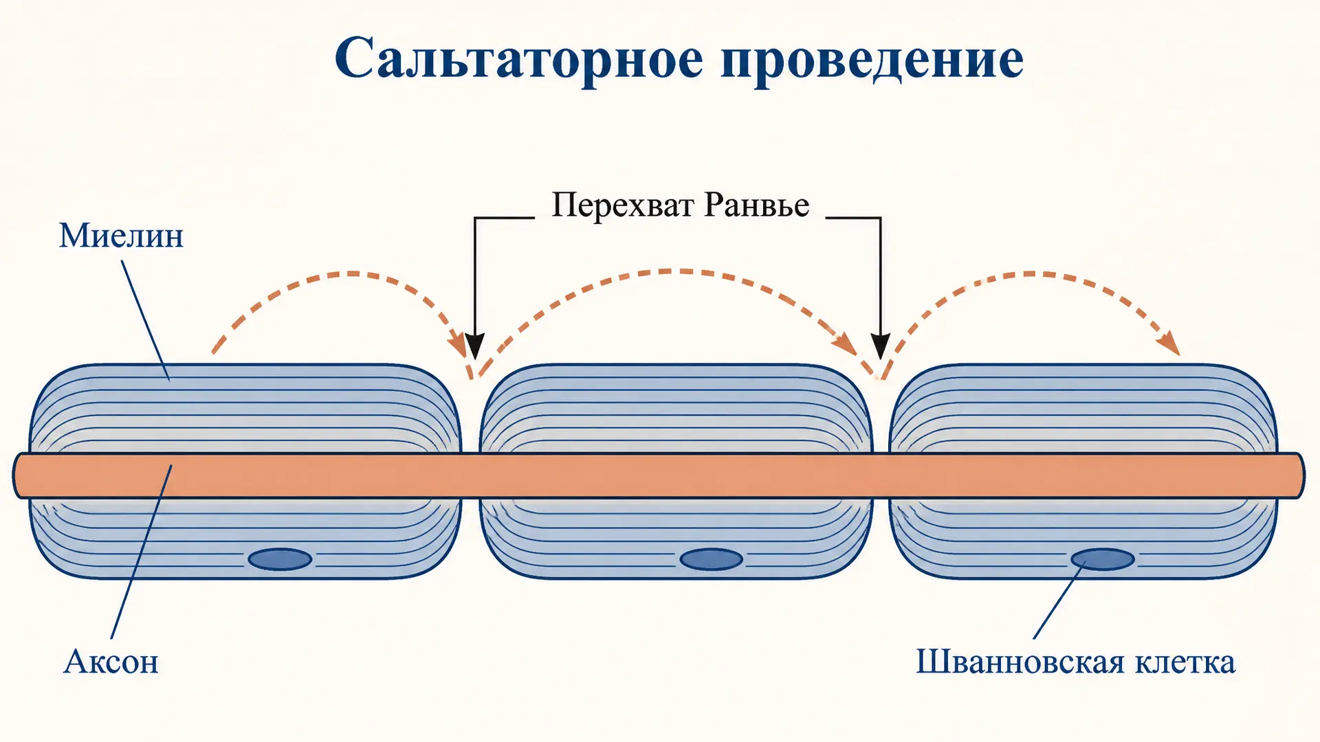 Сальтаторное проведение импульса: как миелин ускоряет нерв