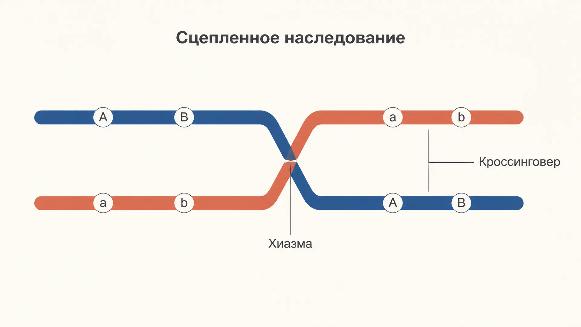 Сцепленное наследование и кроссинговер: разбор задач