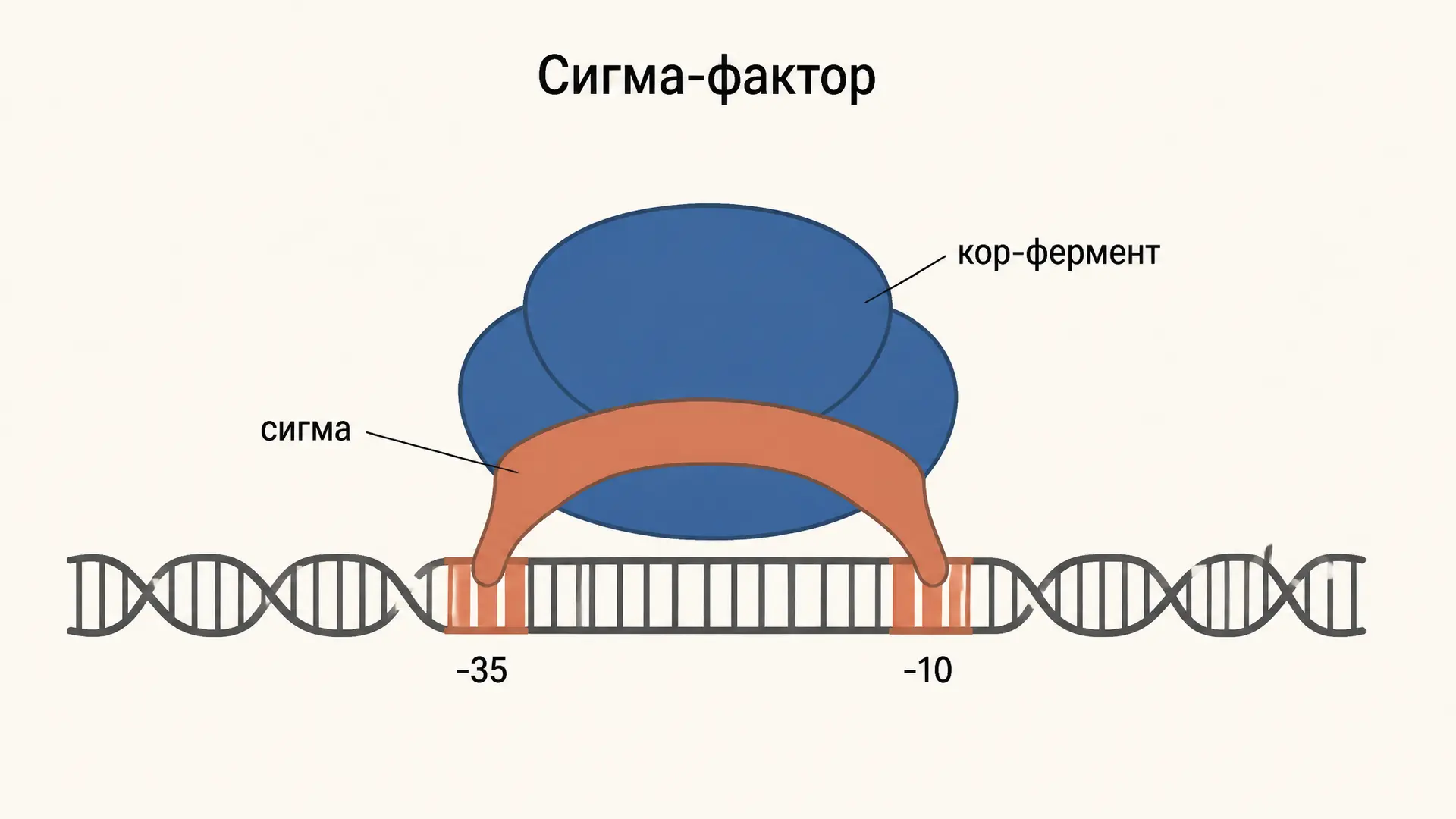 Сигма-фактор РНК-полимеразы: как бактерия выбирает гены