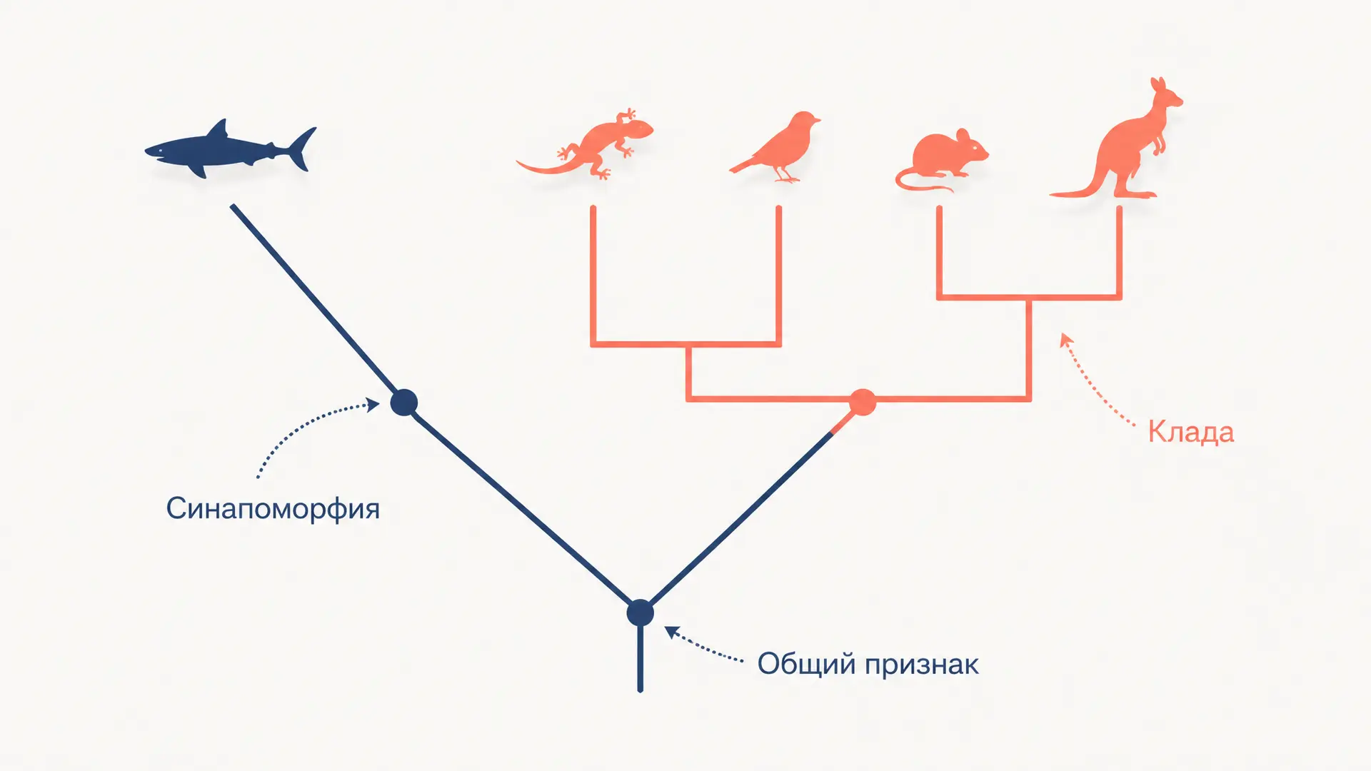 Синапоморфия: как признаки выделяют клады
