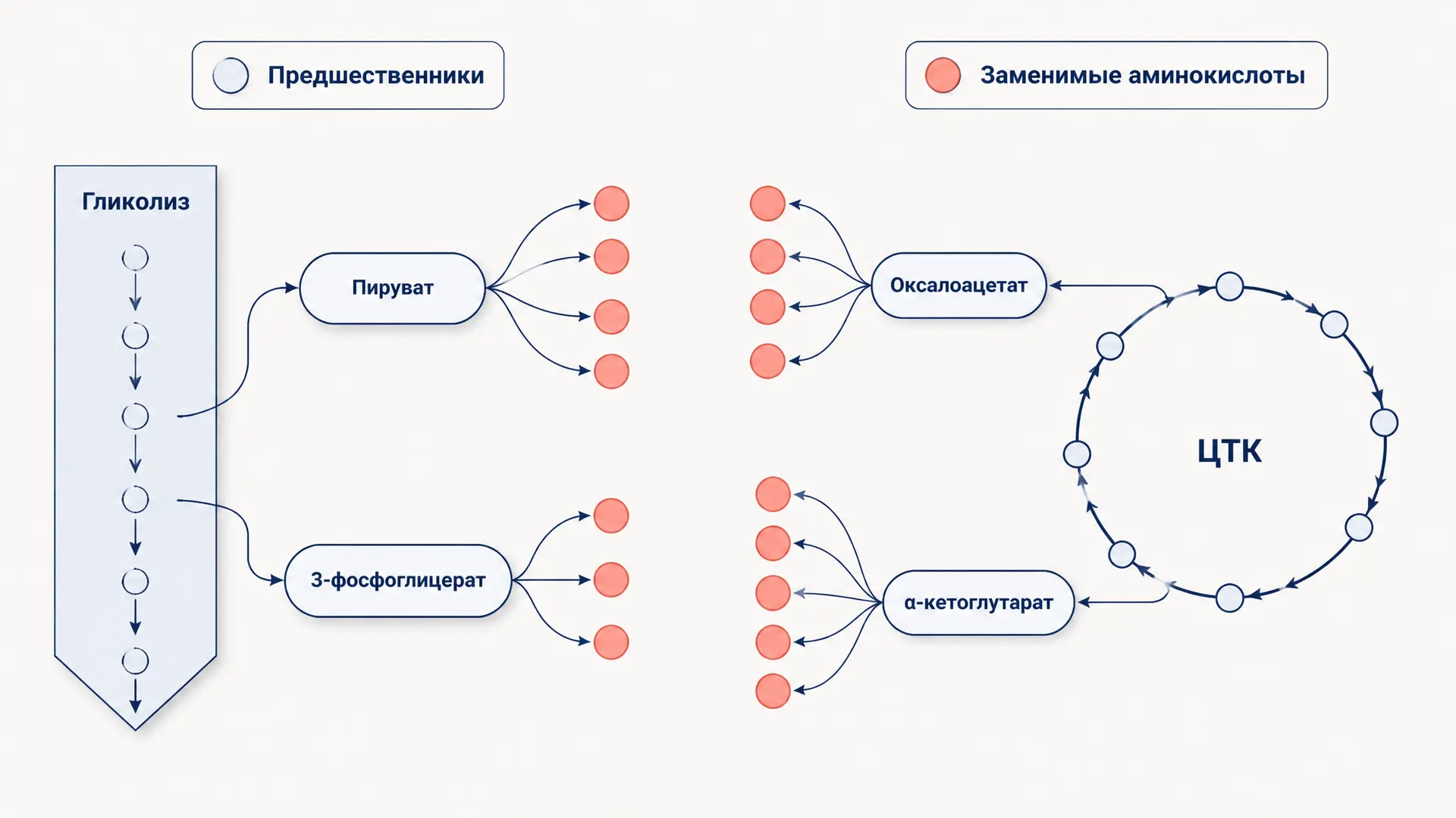 Синтез заменимых аминокислот: пути и предшественники