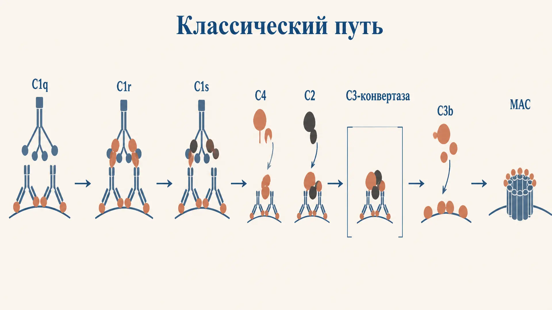 Классический путь комплемента: механизм активации