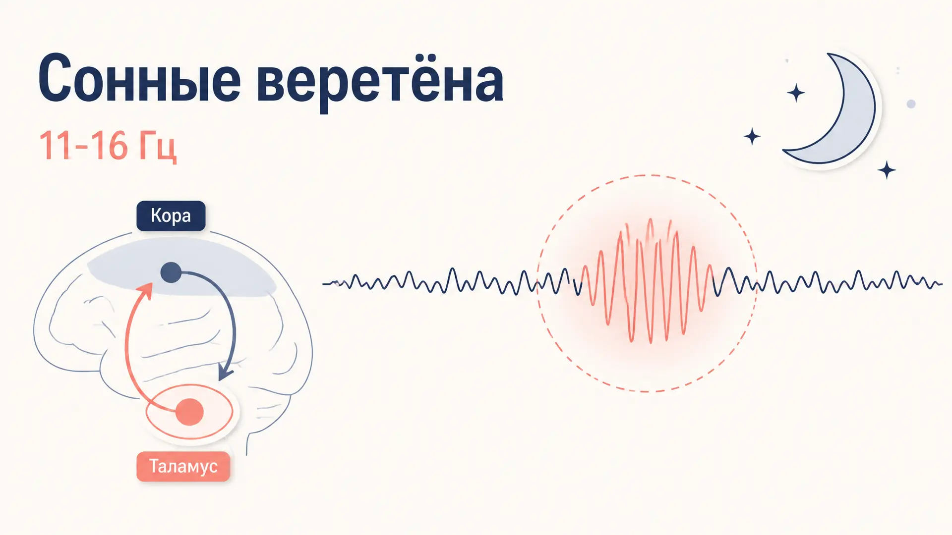 Сонные веретёна: ЭЭГ, память и таламус