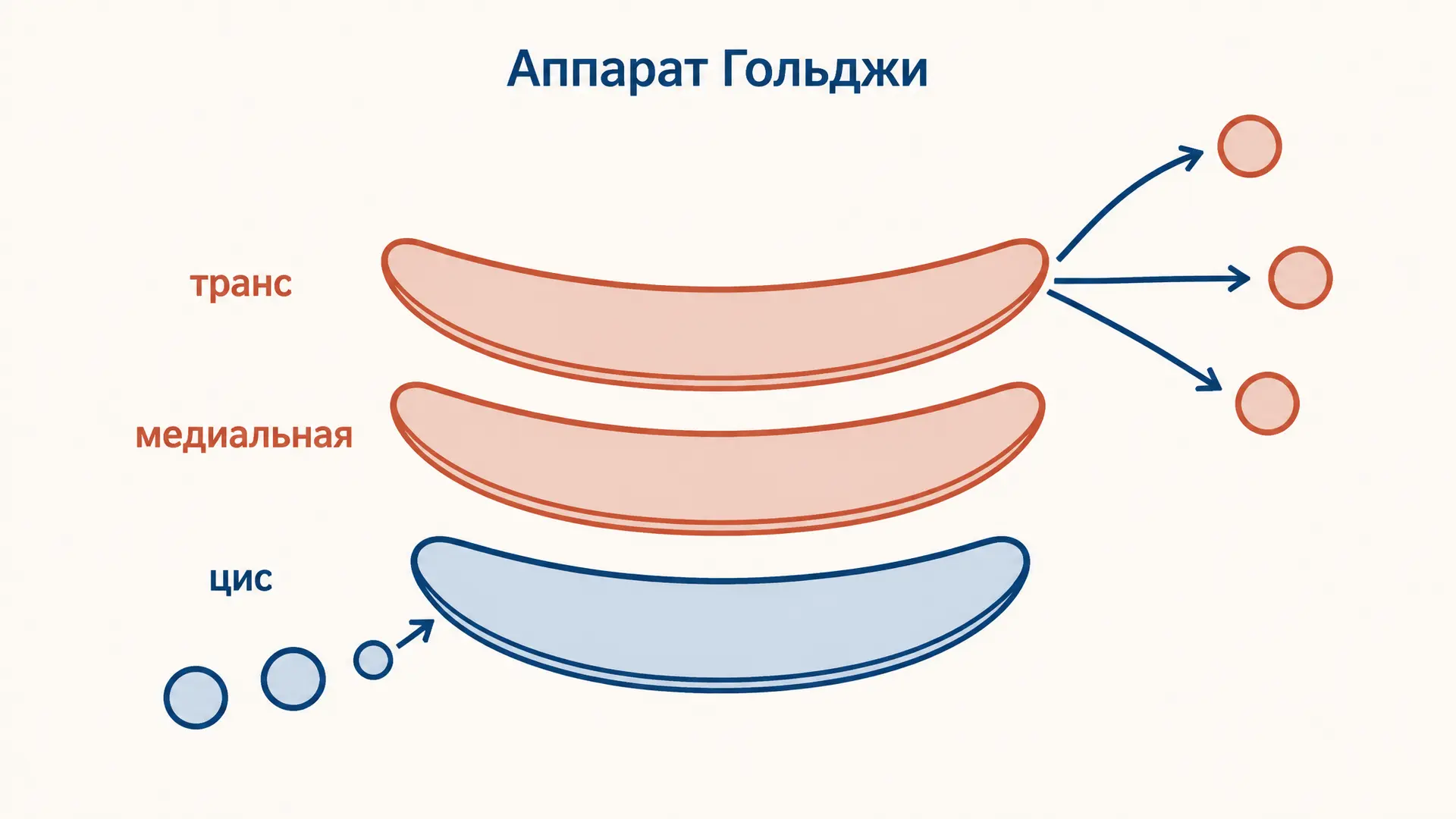 Сортировка белков в Гольджи: как клетка их адресует
