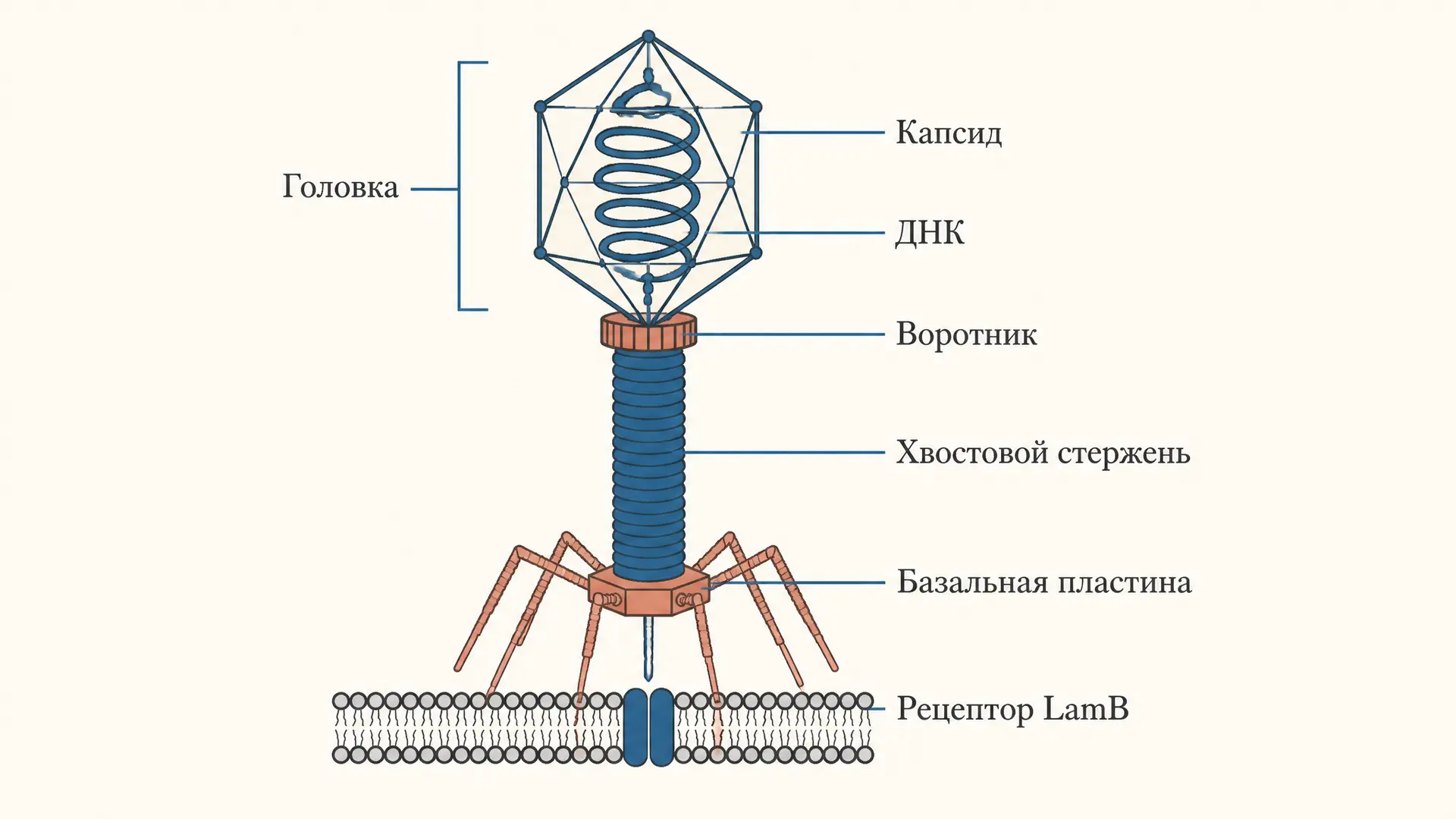 Строение бактериофага умеренного лизогения: структура и цикл