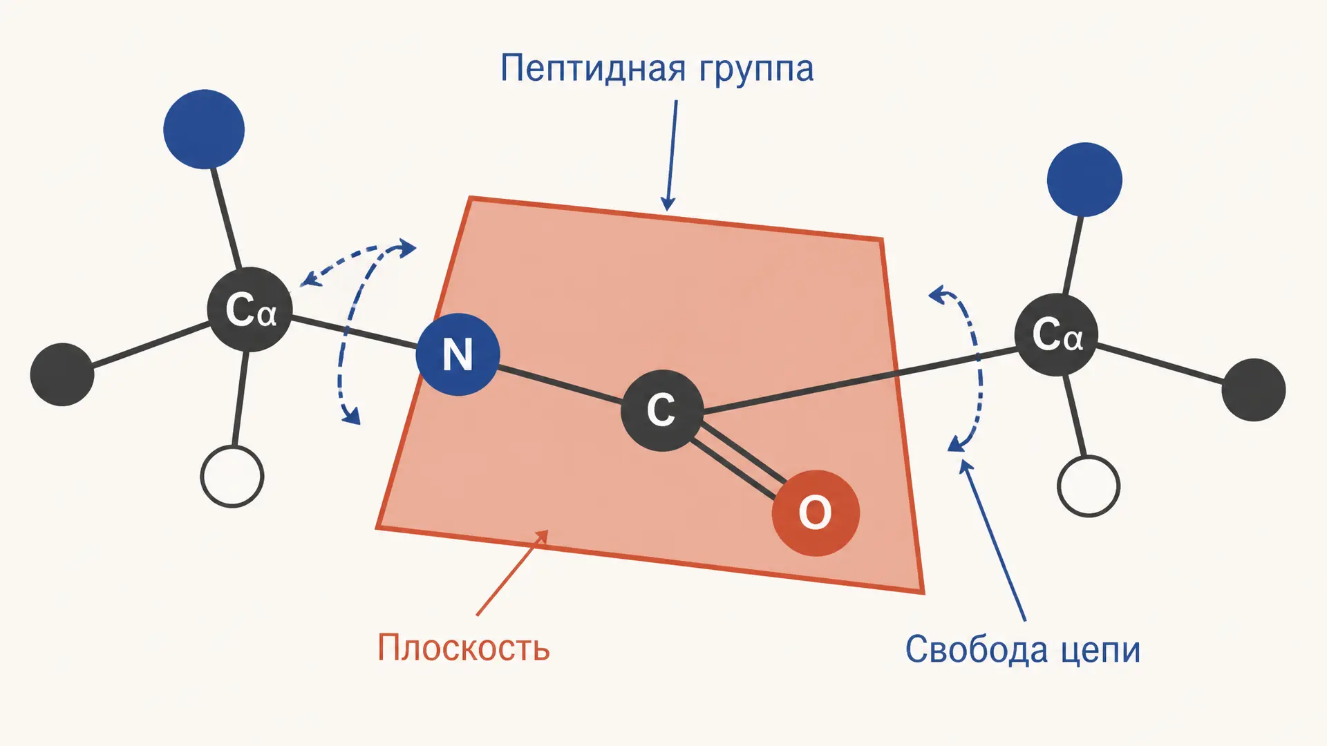 Строение пептидной связи: планарность и свойства