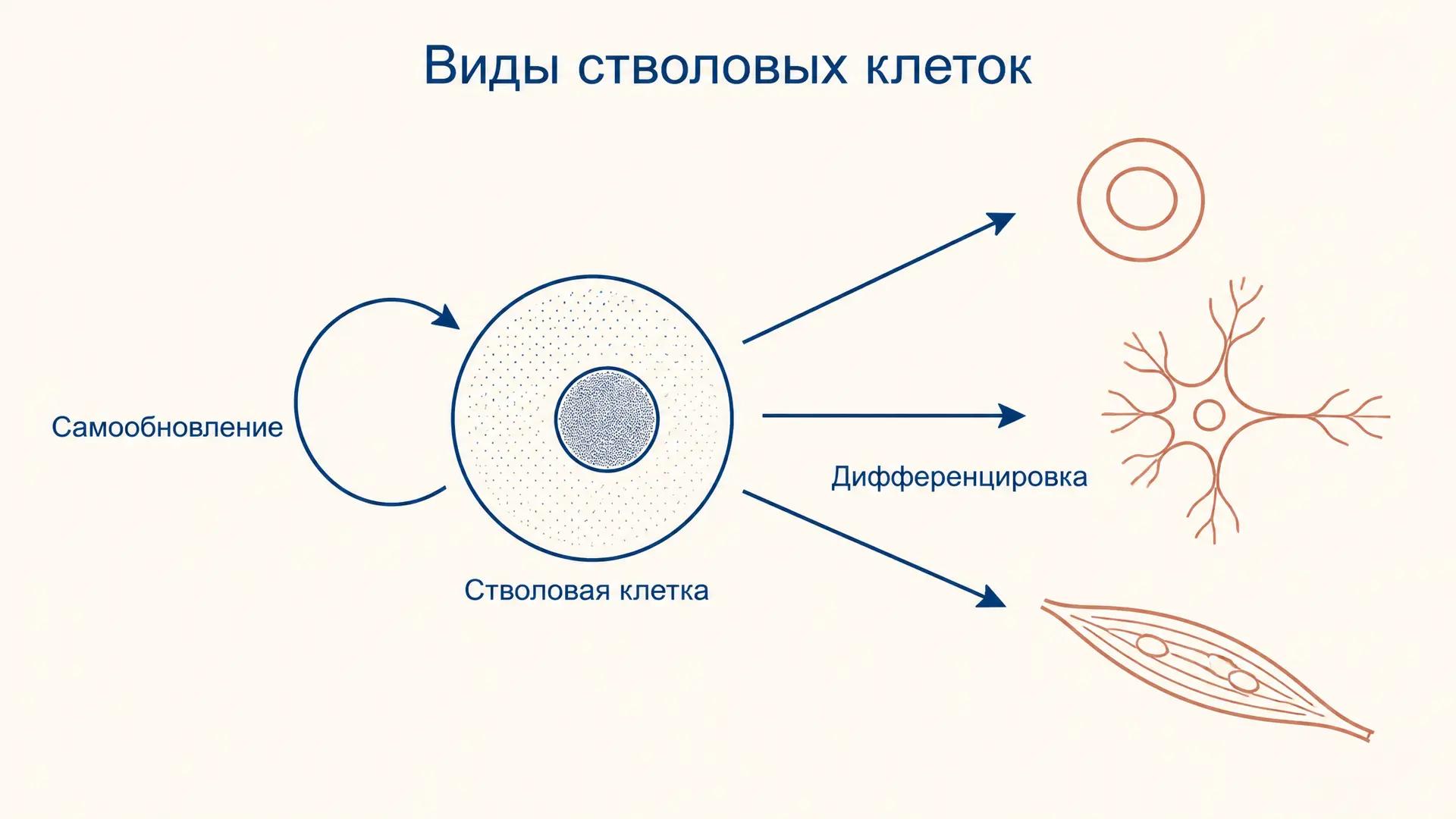 Стволовые клетки: виды по потентности и источнику