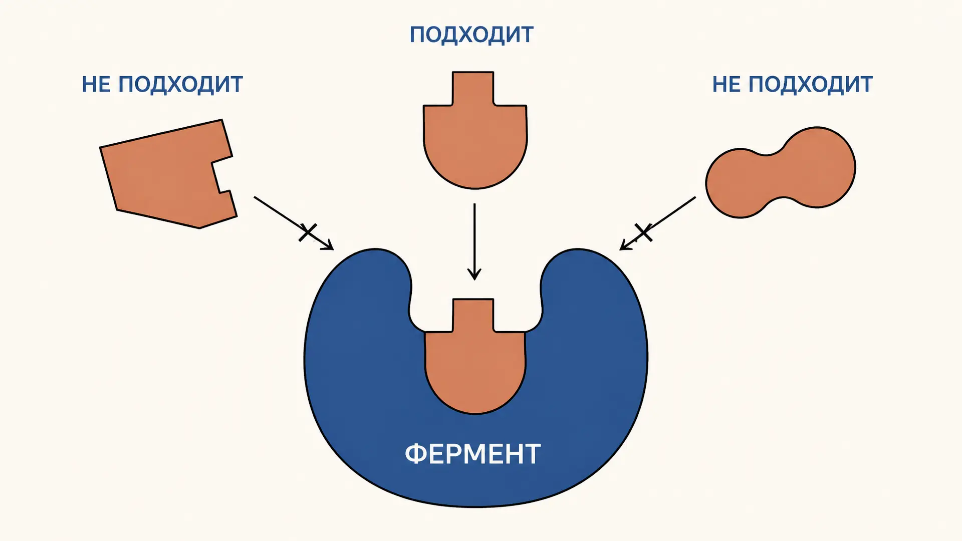 Субстратная специфичность ферментов: виды и примеры