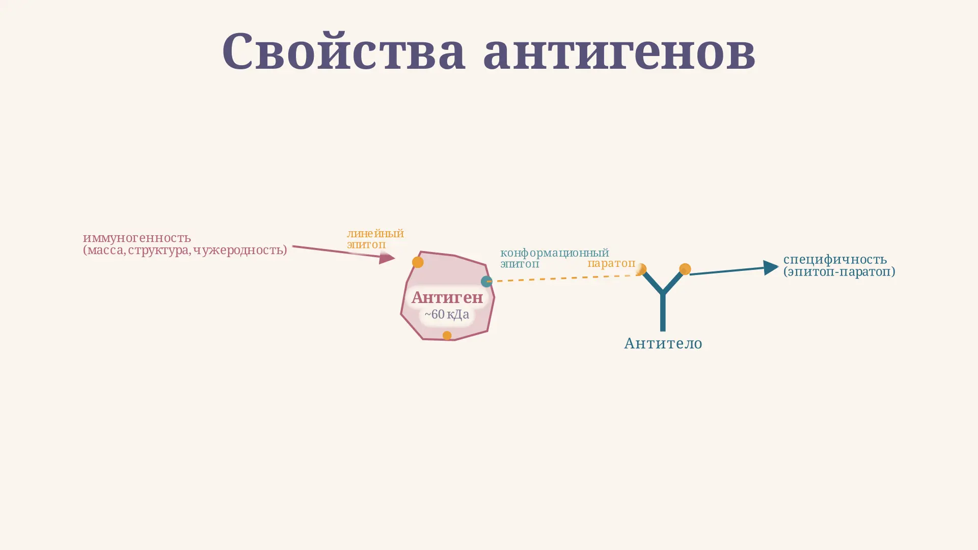 Свойства антигенов: иммуногенность и специфичность