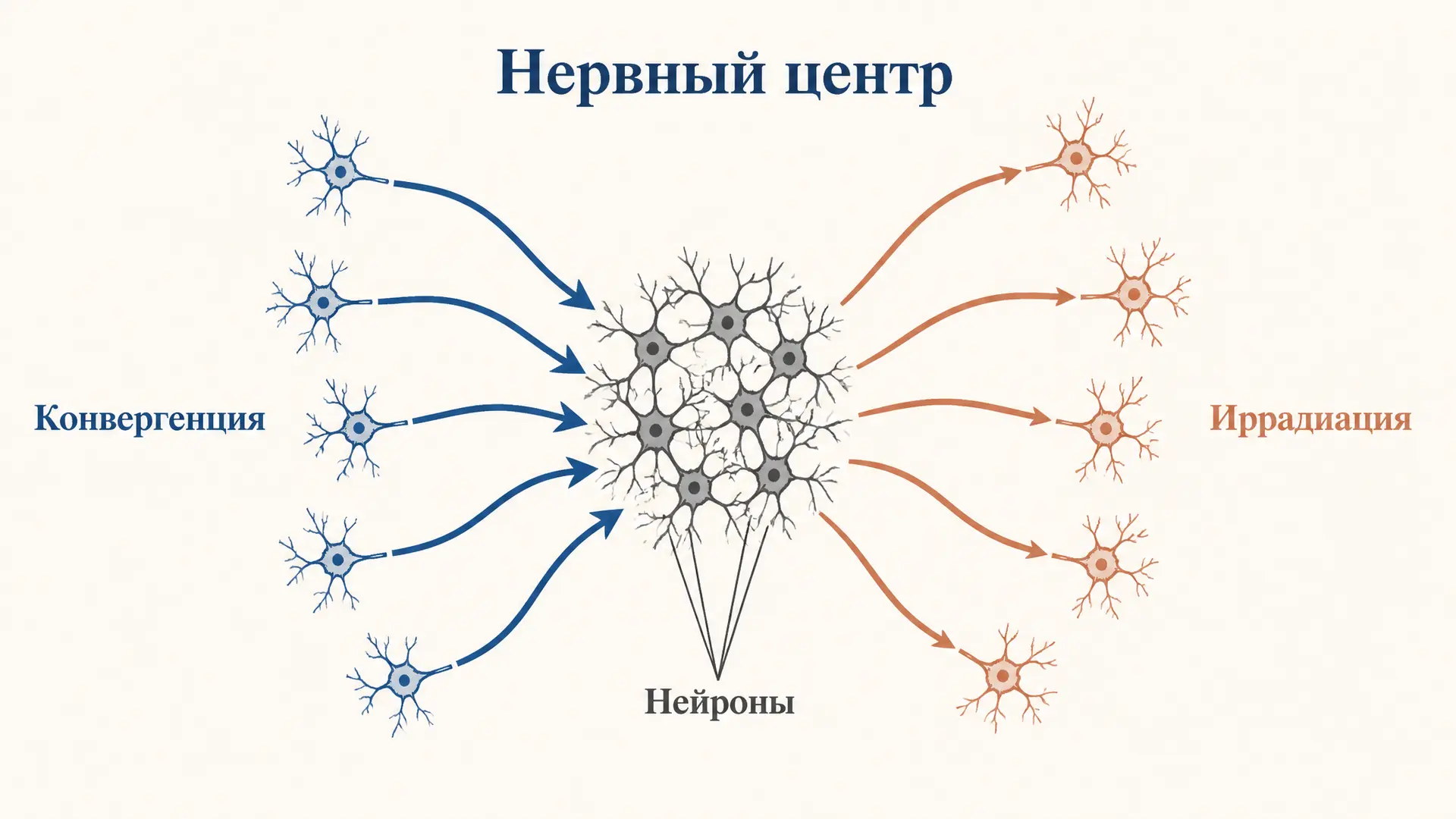 Свойства нервных центров: иррадиация и конвергенция
