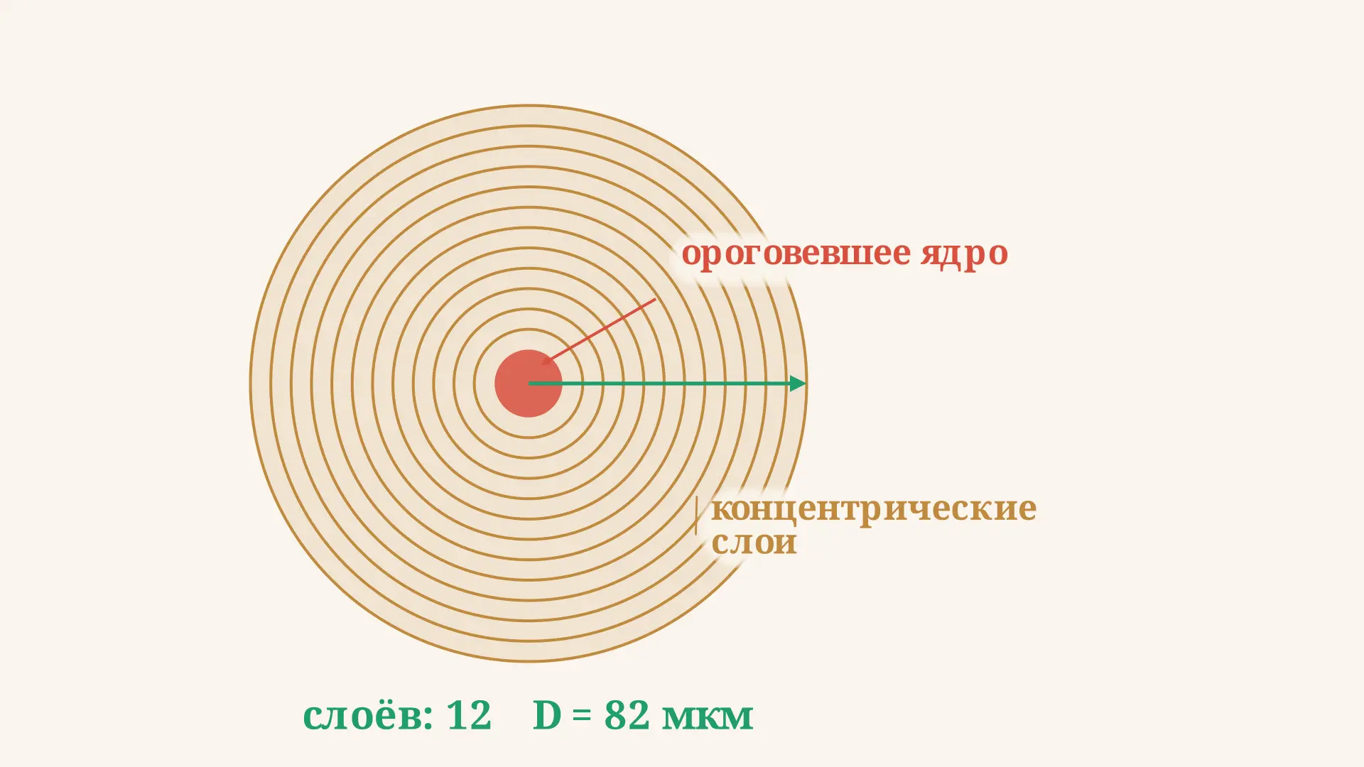 Тельца Гассаля тимуса: строение, функция и развитие