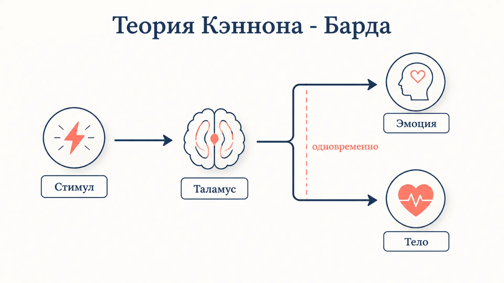 Теория эмоций Кэннона - Барда: суть и доводы