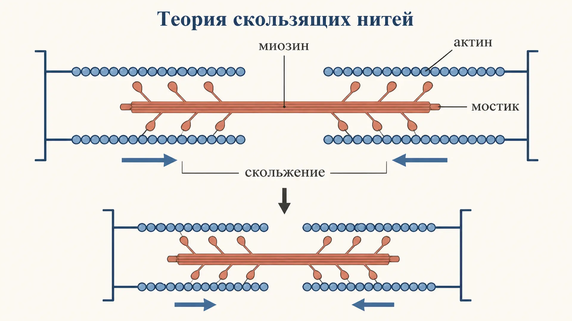 Теория скользящих нитей мышечного сокращения