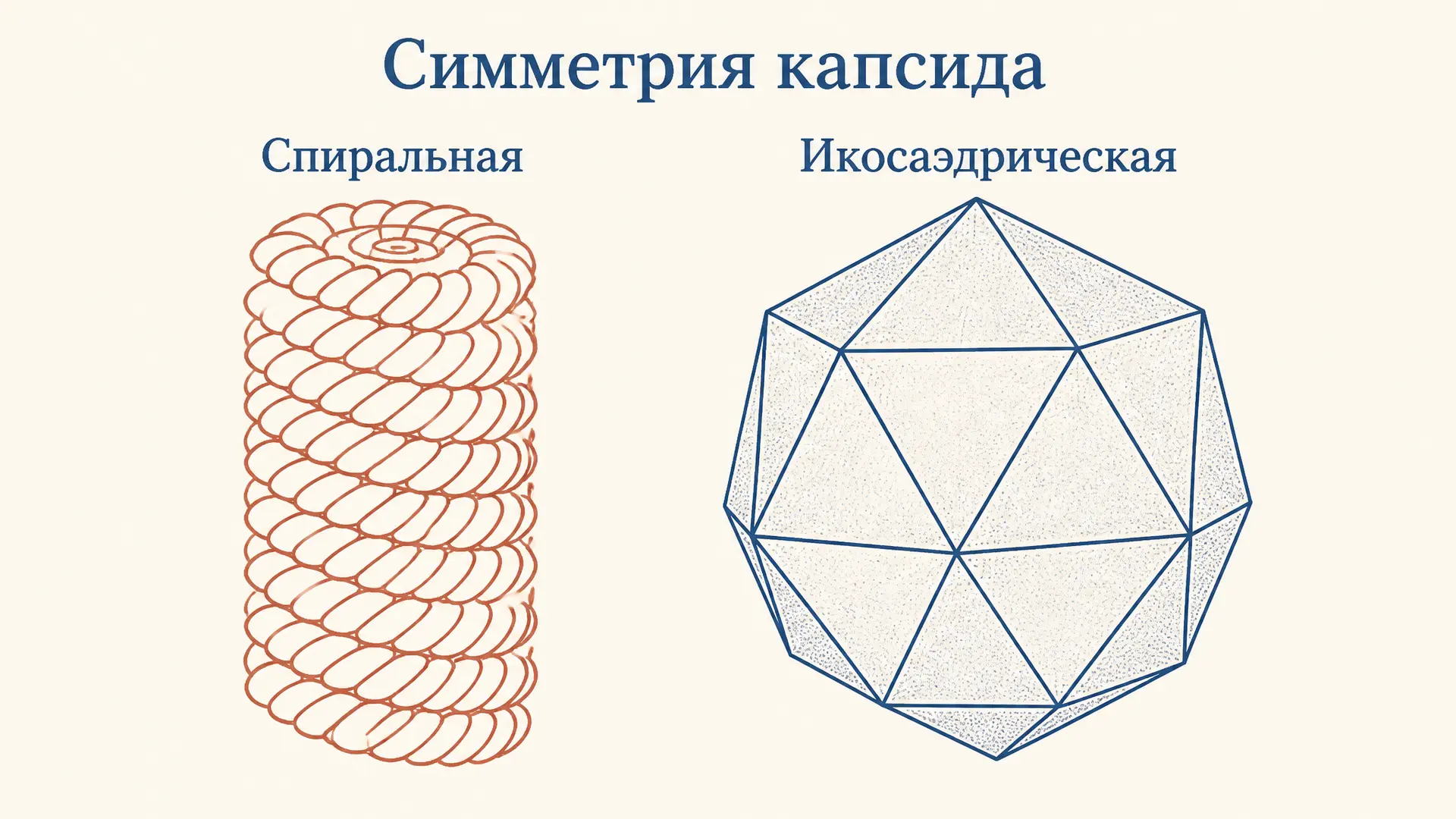 Типы симметрии капсида вирусов: спиральная и икосаэдрическая