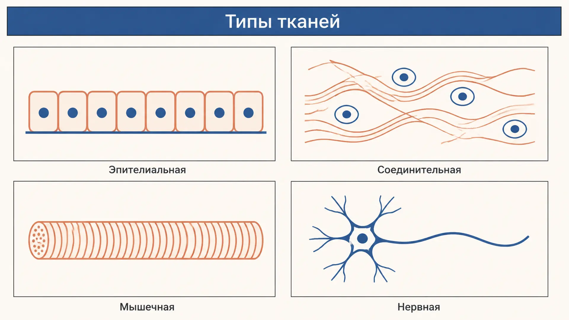 Ткани животных: типы, строение и функции