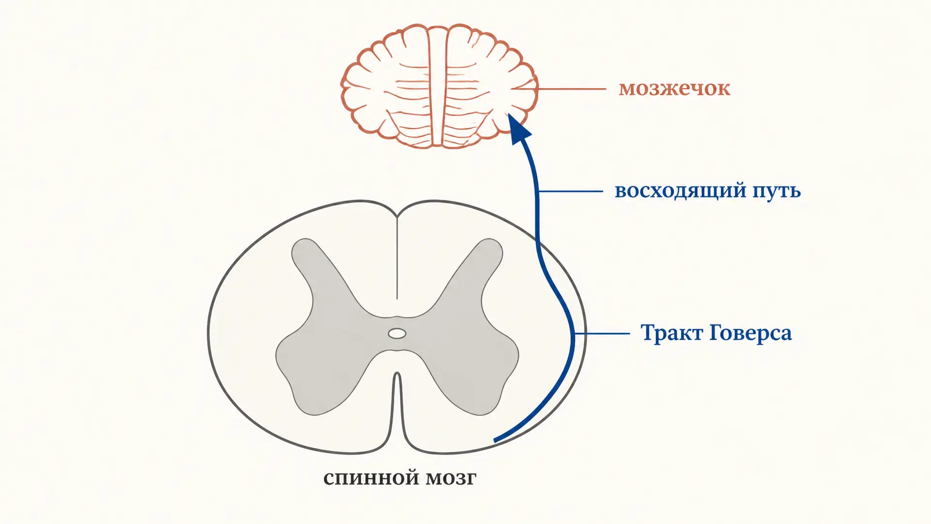 Тракт Говерса: передний спинно-мозжечковый путь