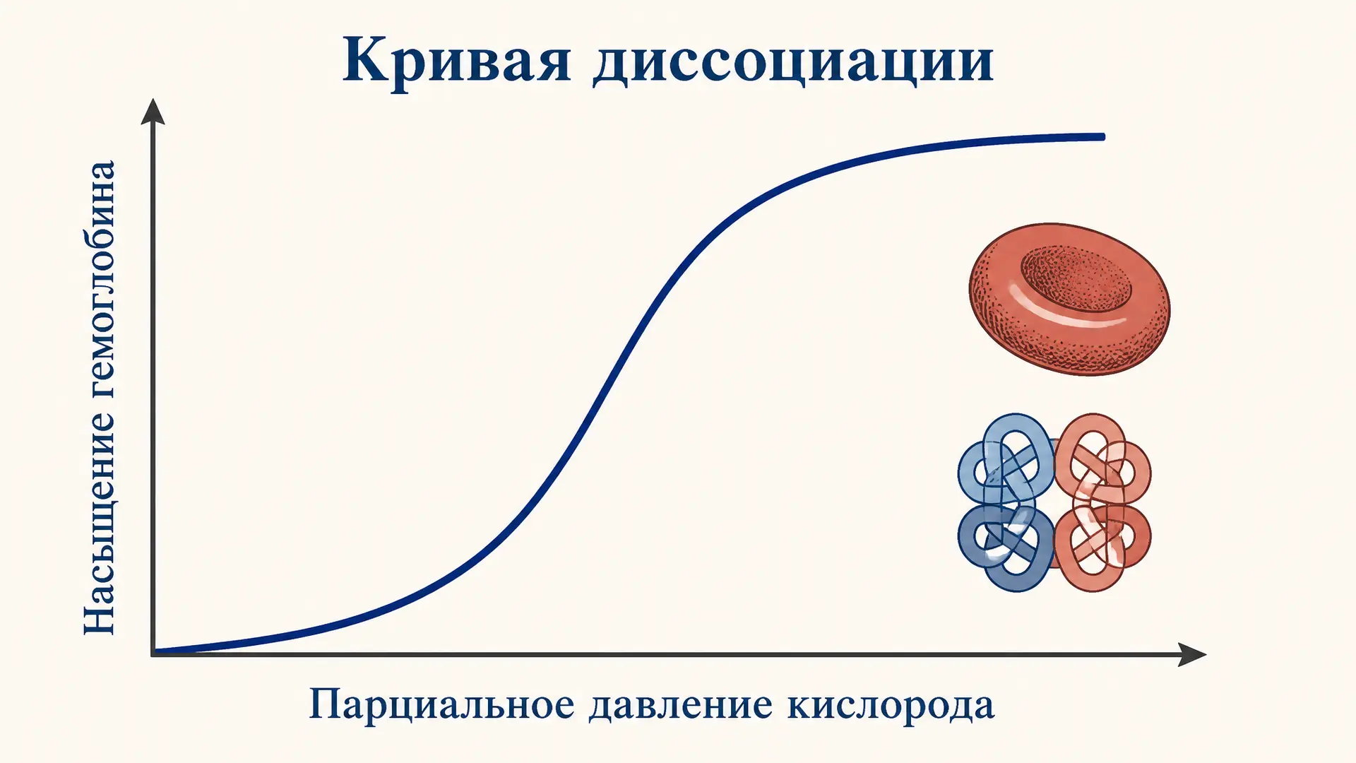 Транспорт кислорода: кривая диссоциации оксигемоглобина