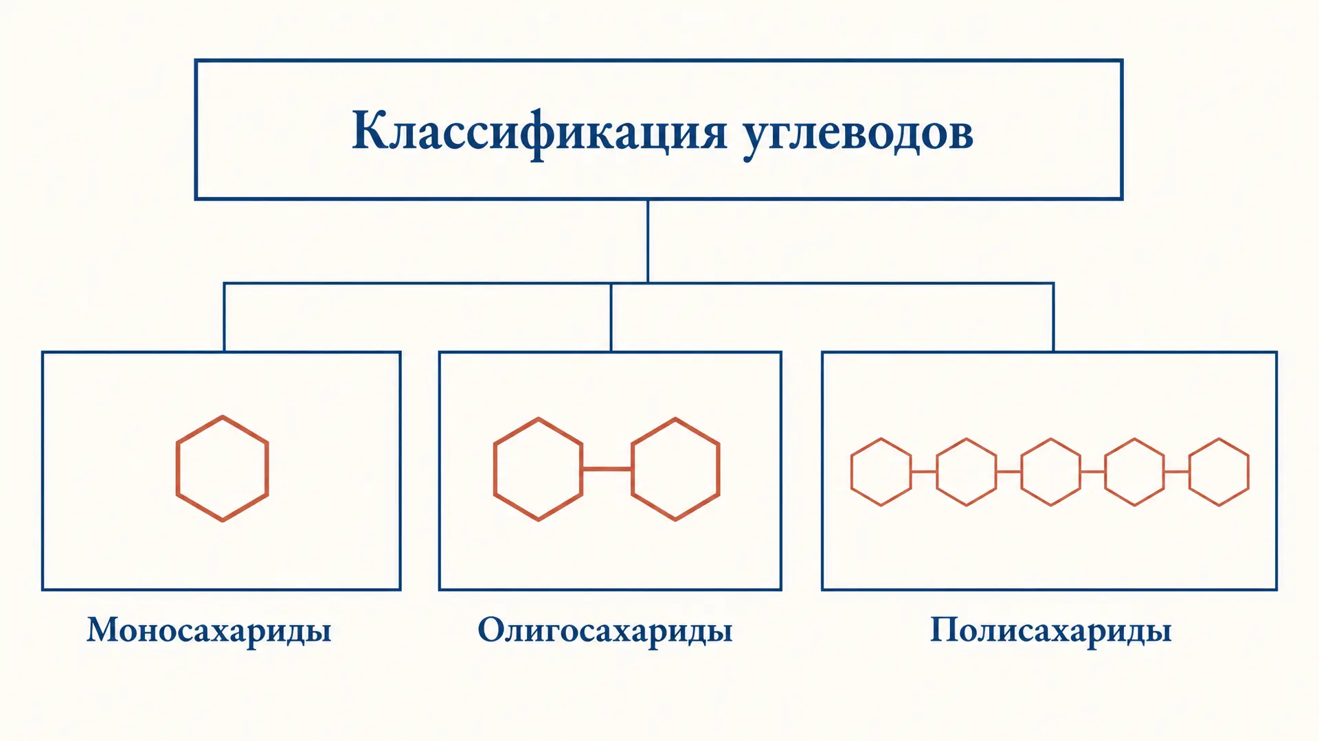 Углеводы: классификация по строению и функциям
