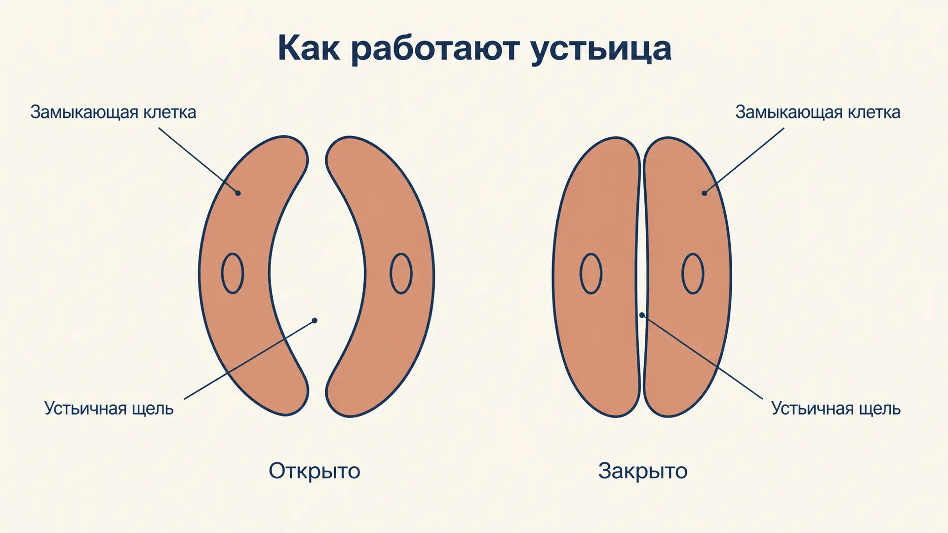 Устьица: как работает механизм открывания и закрывания