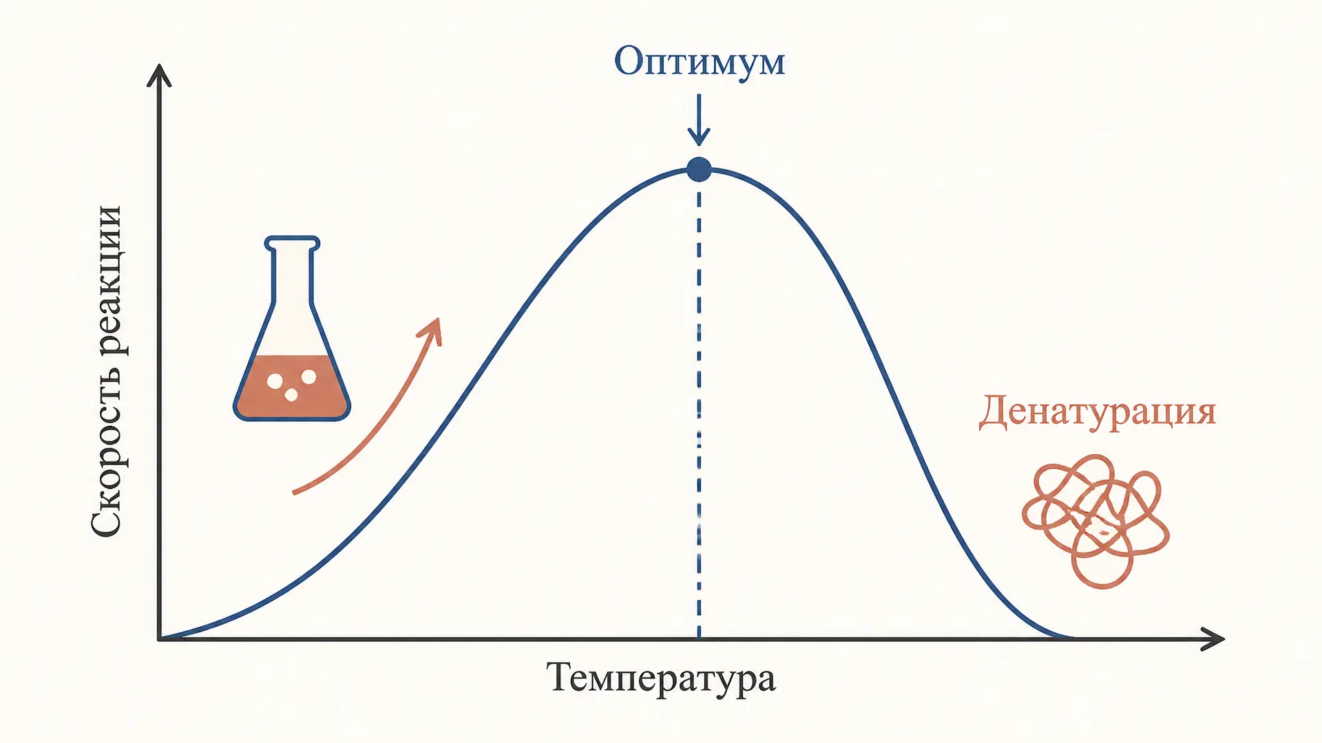 Влияние температуры на скорость ферментативной реакции
