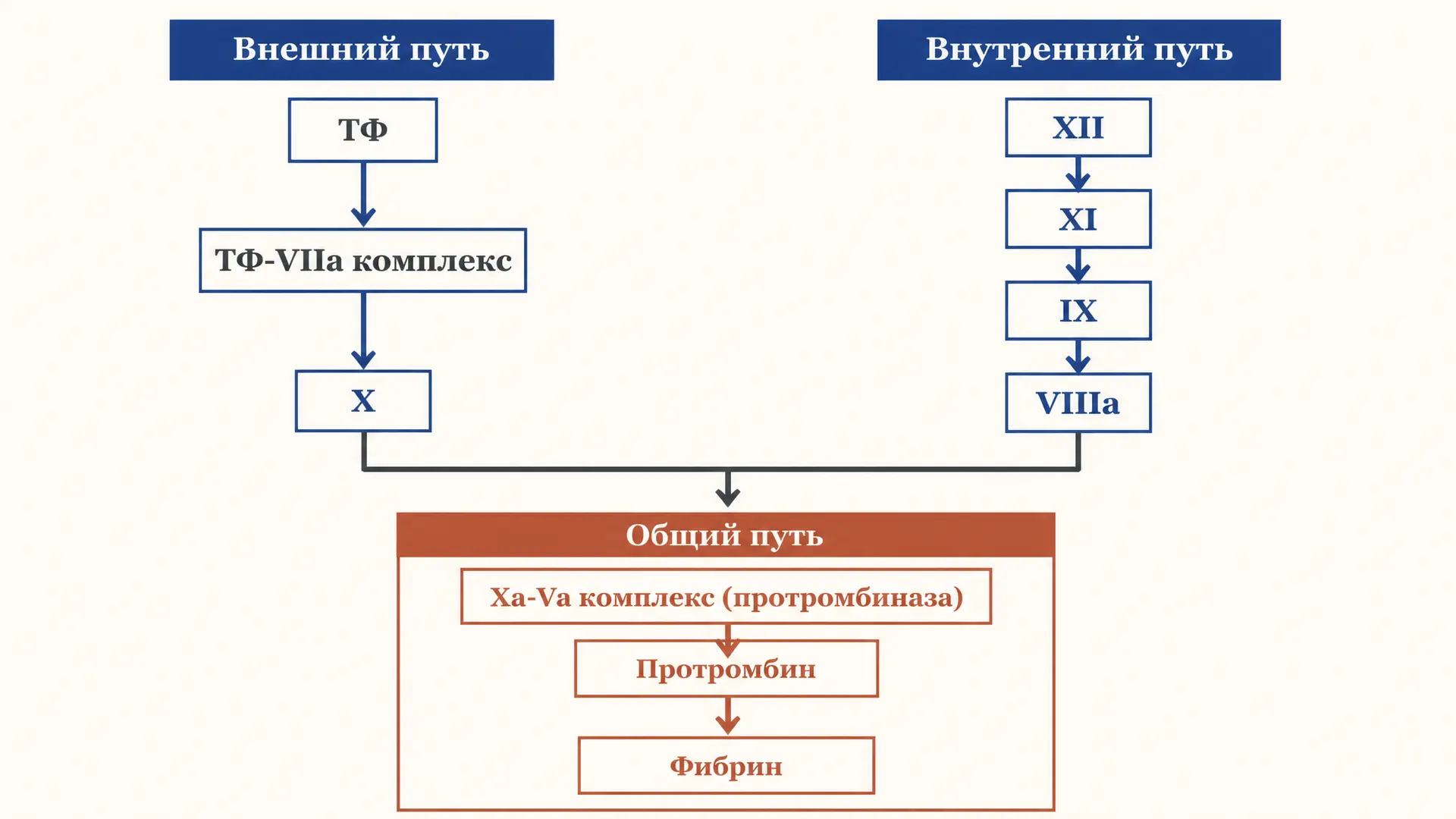 Внешний и внутренний пути свёртывания крови: каскад
