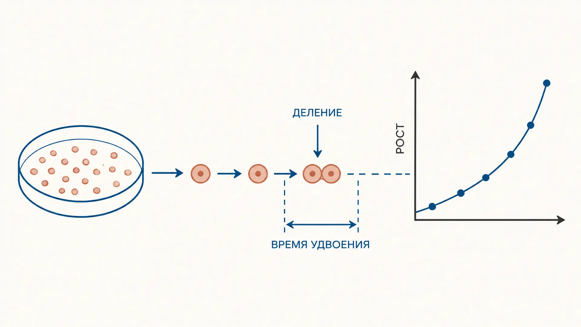 Время удвоения клеток: формула и расчёт