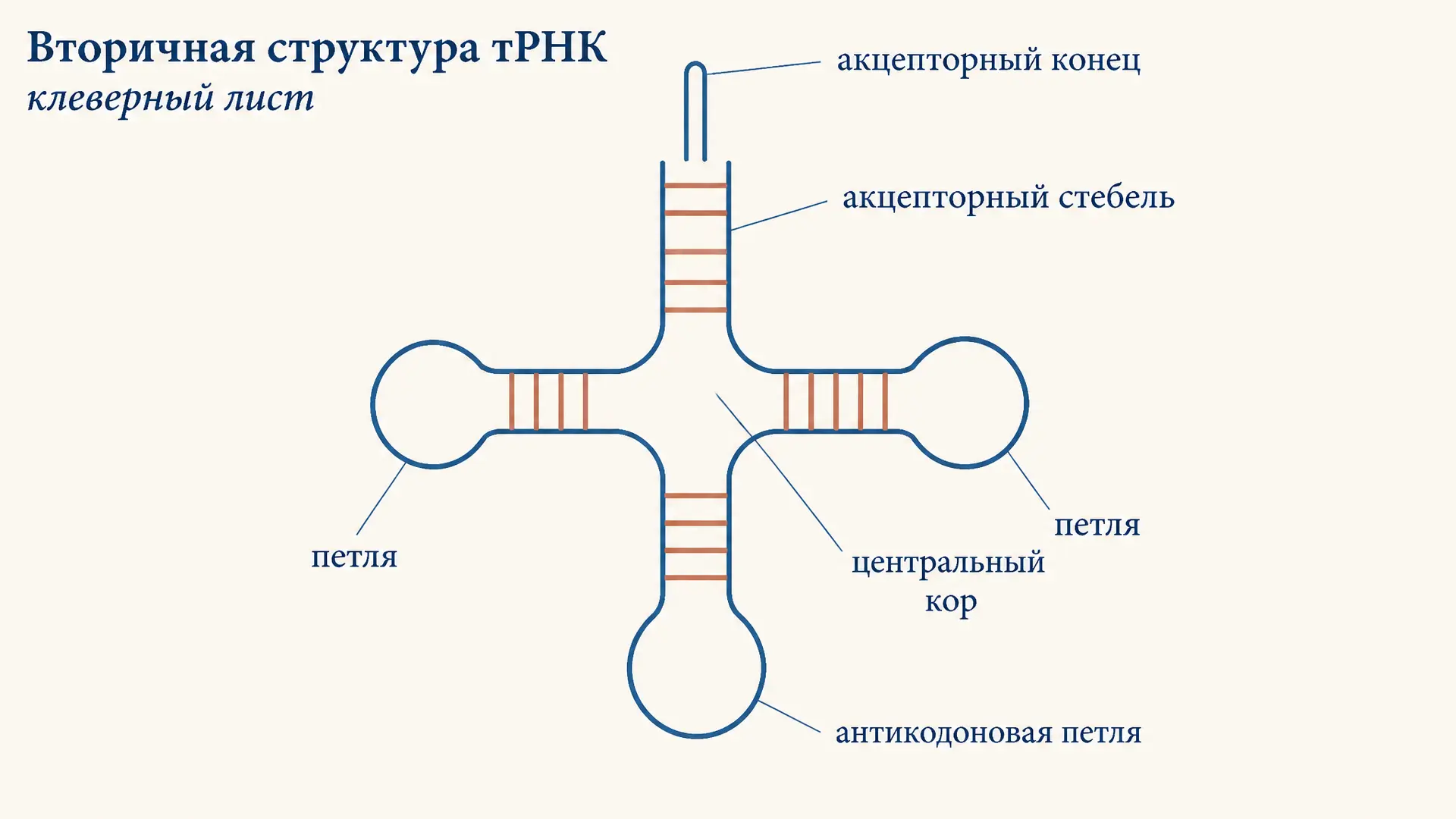 Вторичная структура тРНК: клеверный лист и его петли