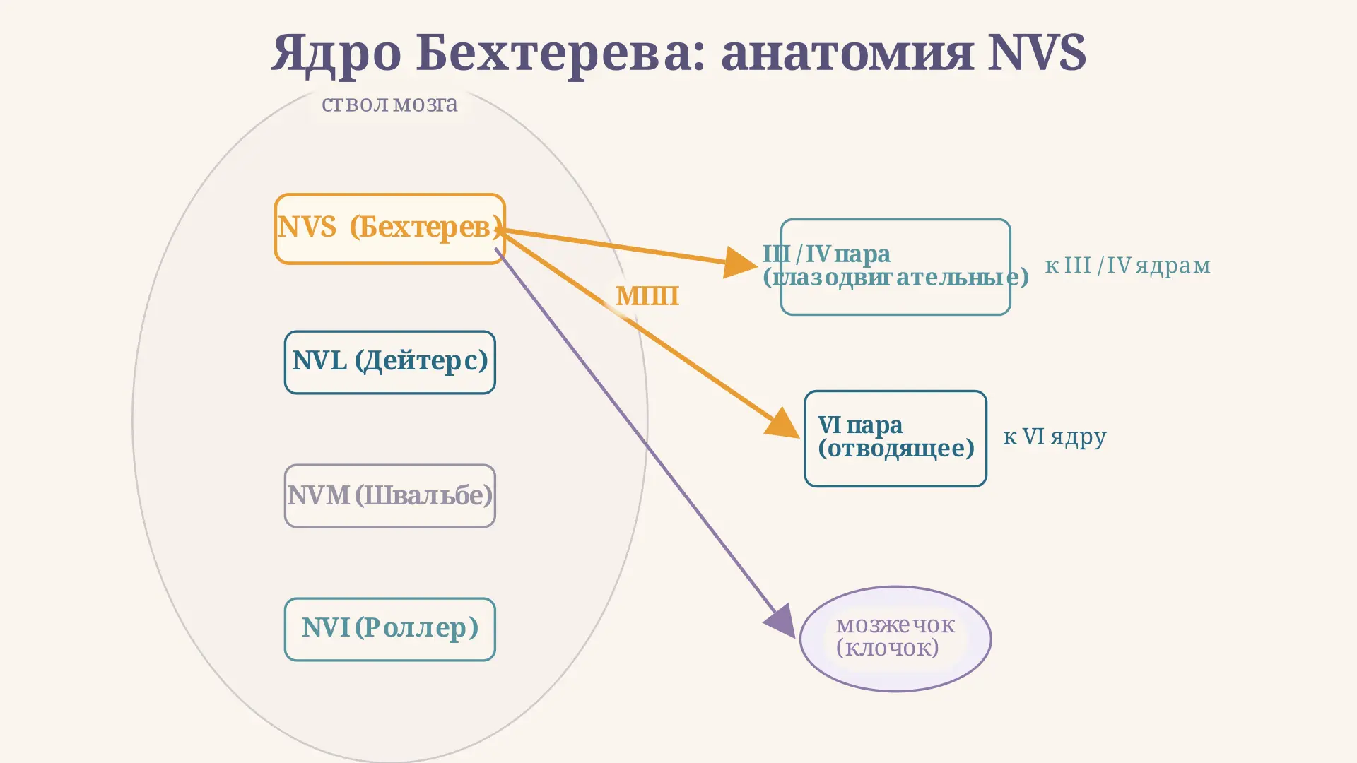 Ядро Бехтерева: анатомия и вестибулярный рефлекс