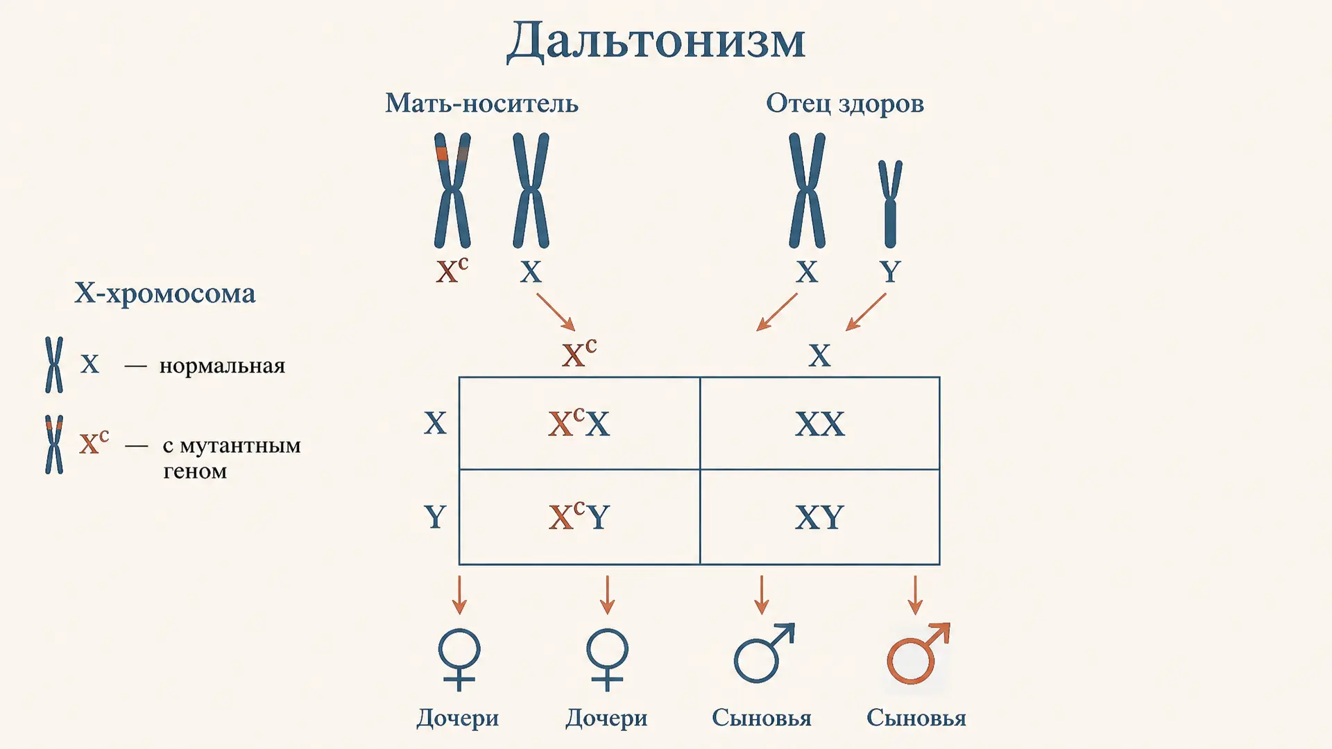 Задачи на сцепленное с полом наследование: дальтонизм