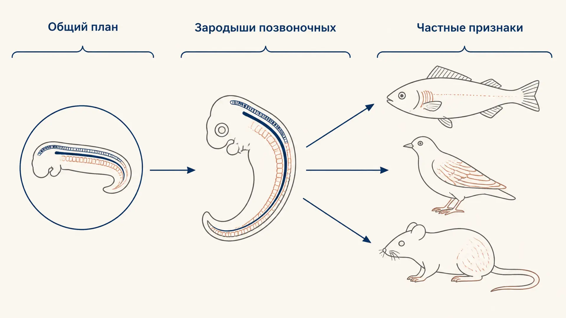 Закон зародышевого сходства Бэра