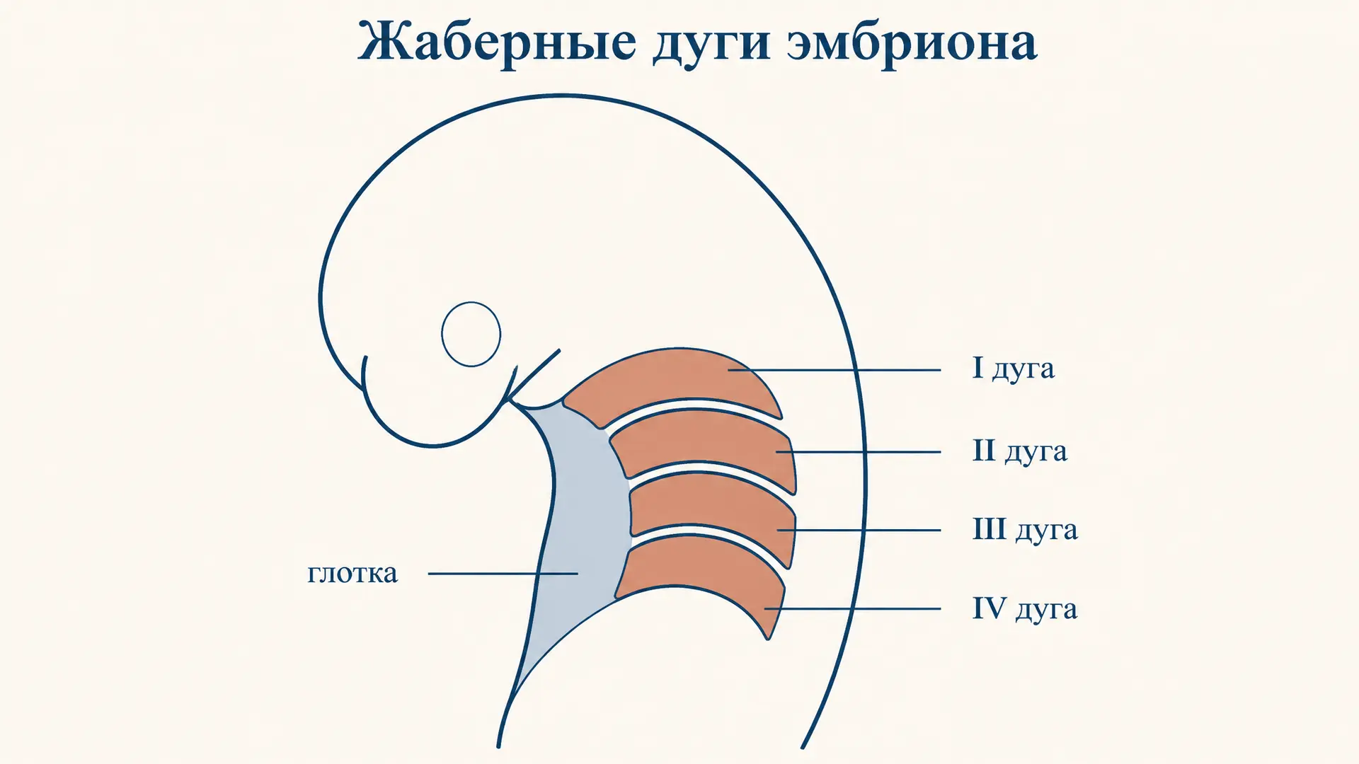 Жаберные дуги эмбриона: что это и во что развиваются