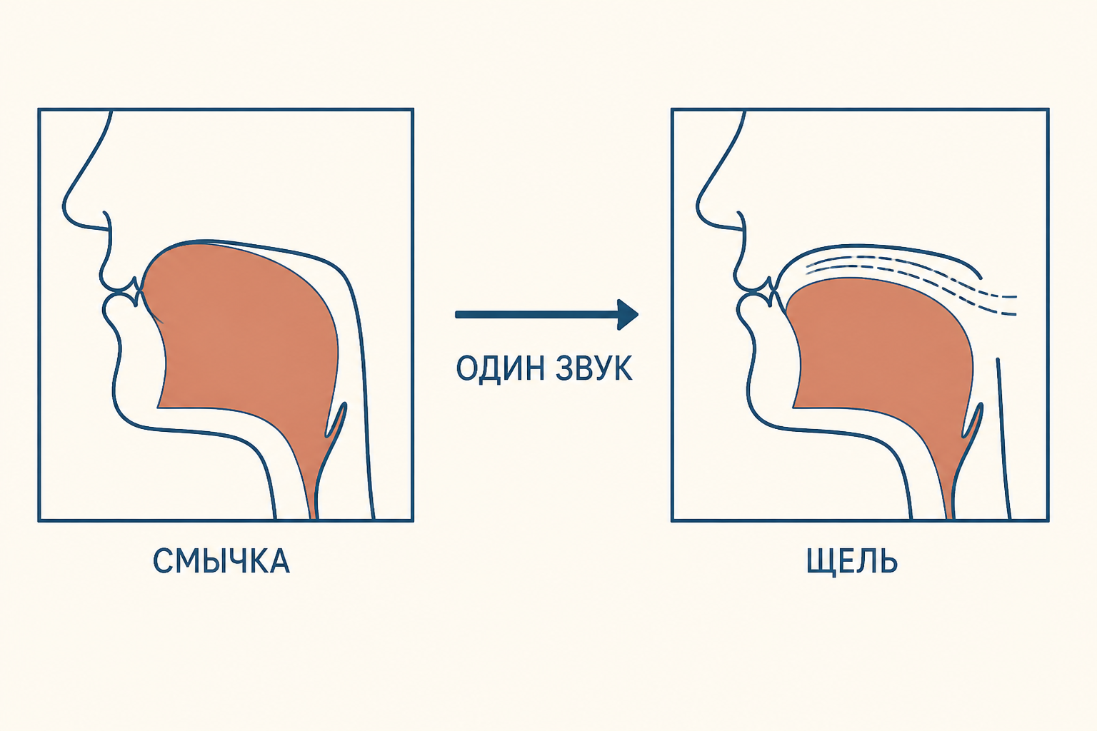Схема аффрикаты: смычка языка, затем плавный переход к щели и шум трения