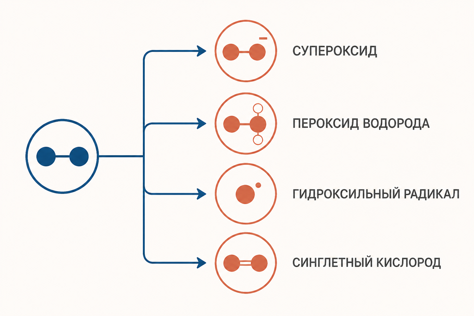 Схема показывает четыре формы АФК и переход от супероксида к пероксиду водорода