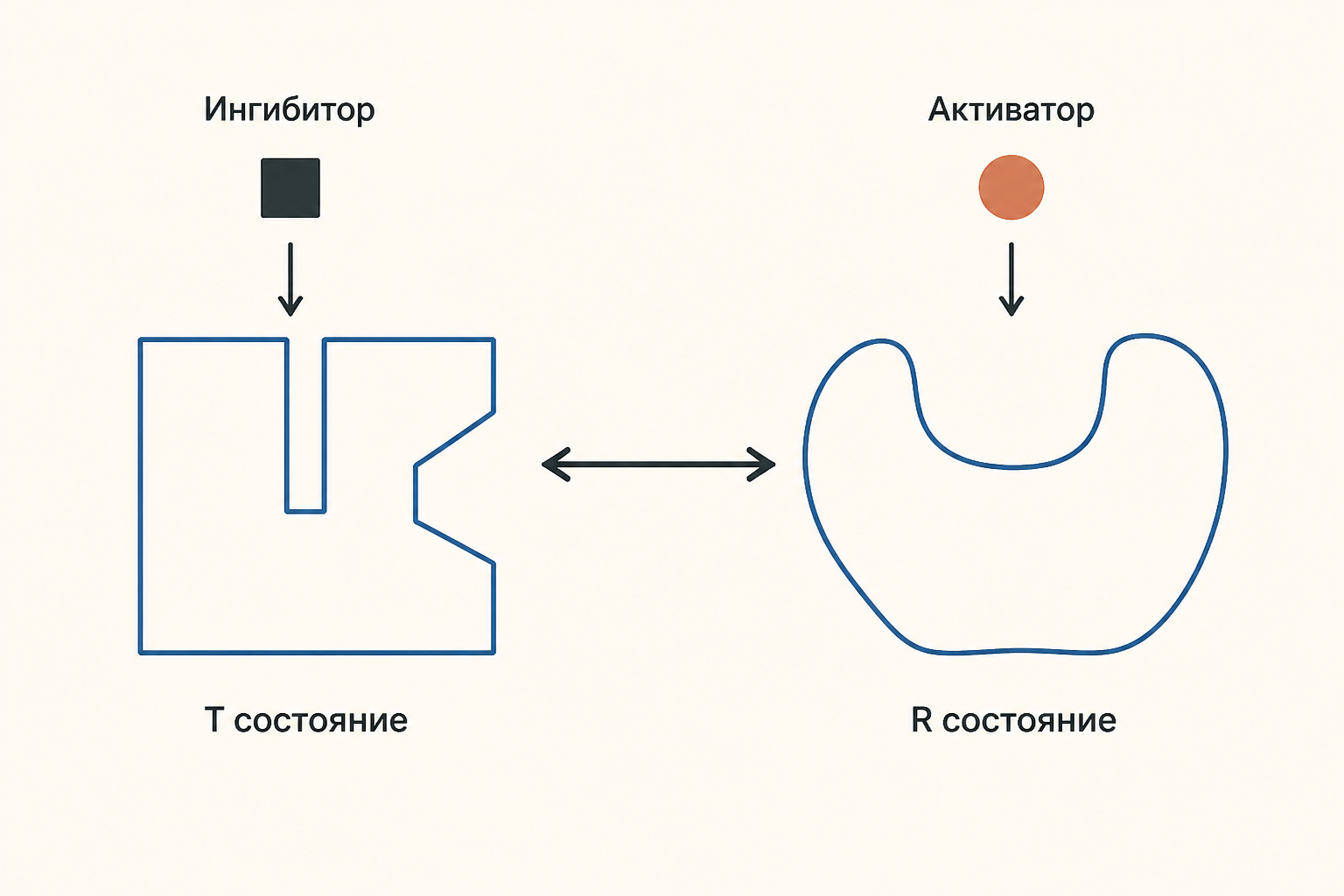 Схема равновесия Т и R состояний аллостерического фермента: активатор смещает равновесие вправо, ингибитор влево