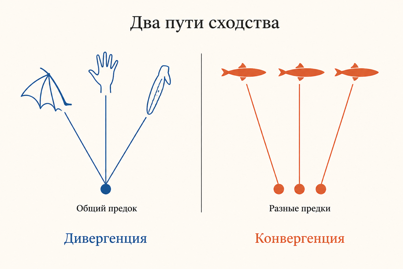 Схема дивергенции и конвергенции: расхождение потомков одного предка и независимое схождение неродственных ветвей